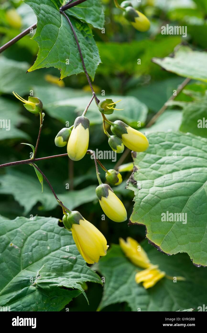 Yellow Wax Bells - Kirengeshoma palmata Stock Photo