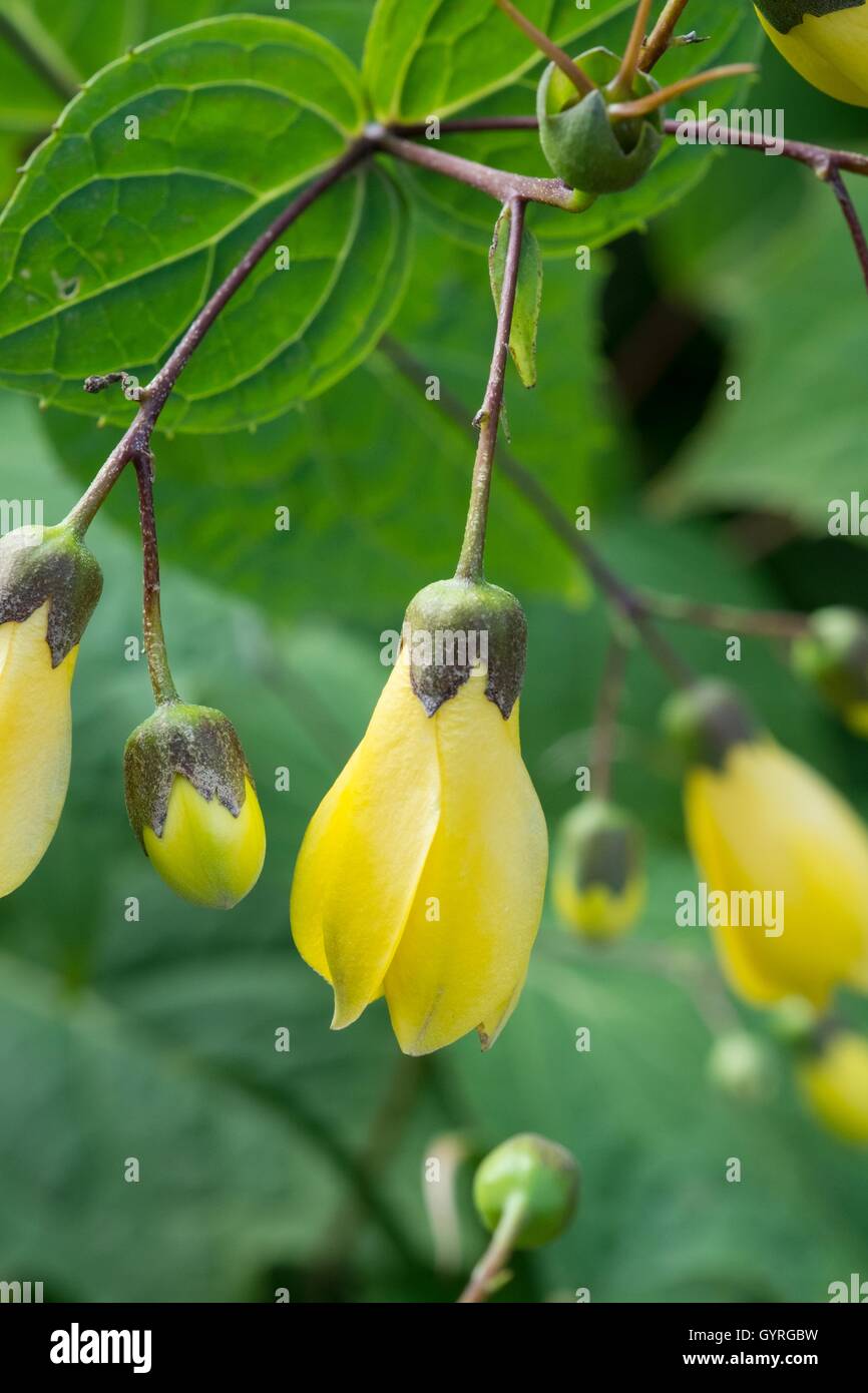 Yellow Wax Bells - Kirengeshoma palmata Stock Photo