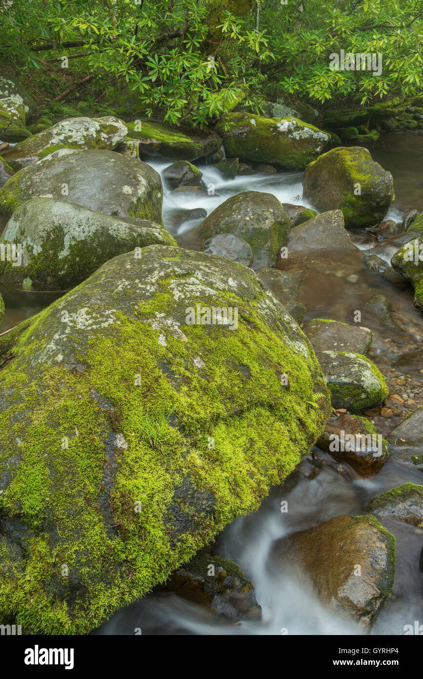 Roaring Fork stream and moss-covered rocks and boulders, Great Smoky Mountains National Park, Tennessee USA Stock Photo