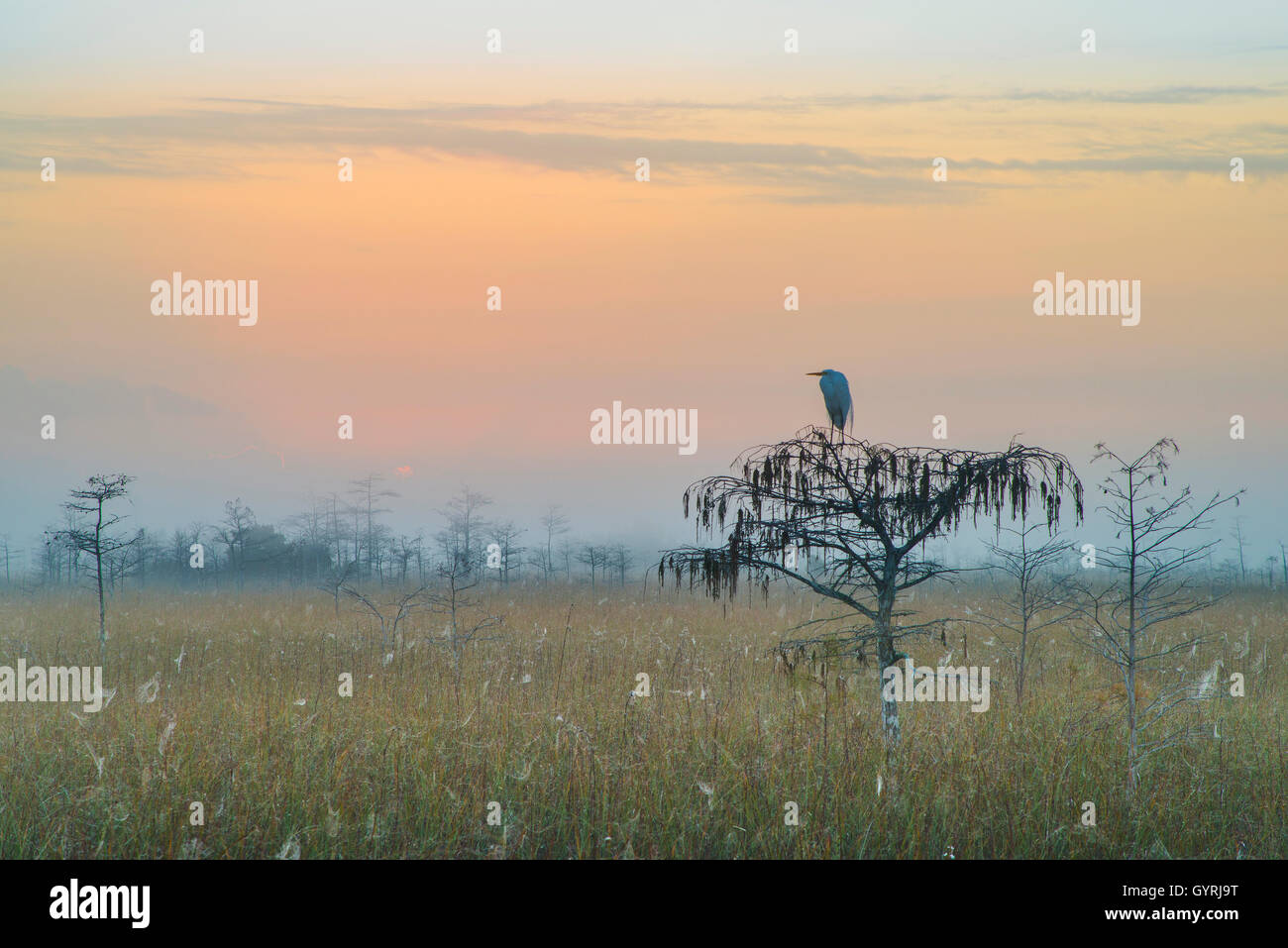 Great Egret (Ardea alba) on Dwarf Cypress Trees(Taxodium distichium) at sunrise, Everglades National Park, Florida USA Stock Photo