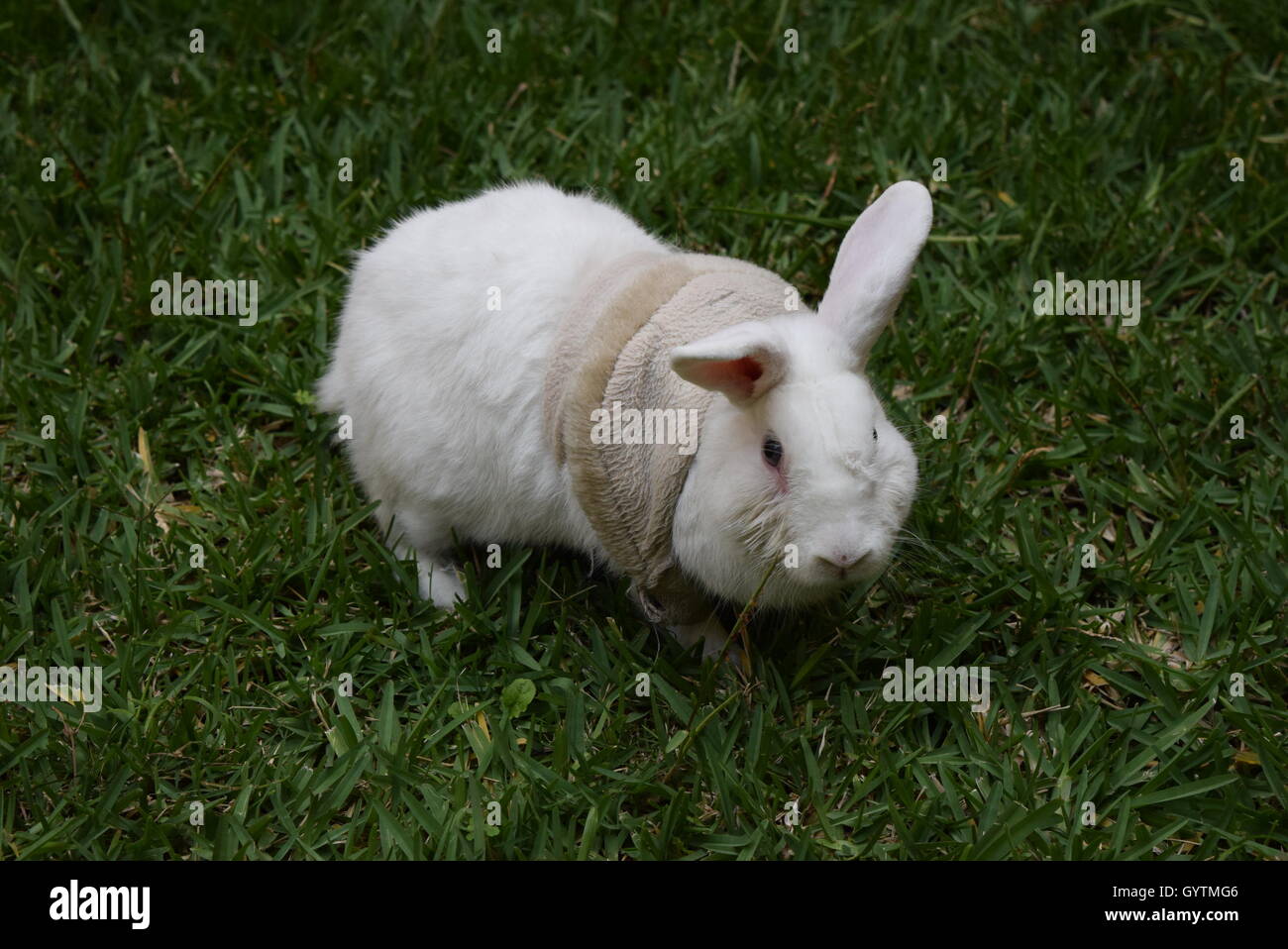 White rabbit with clothes in a garden Stock Photo - Alamy
