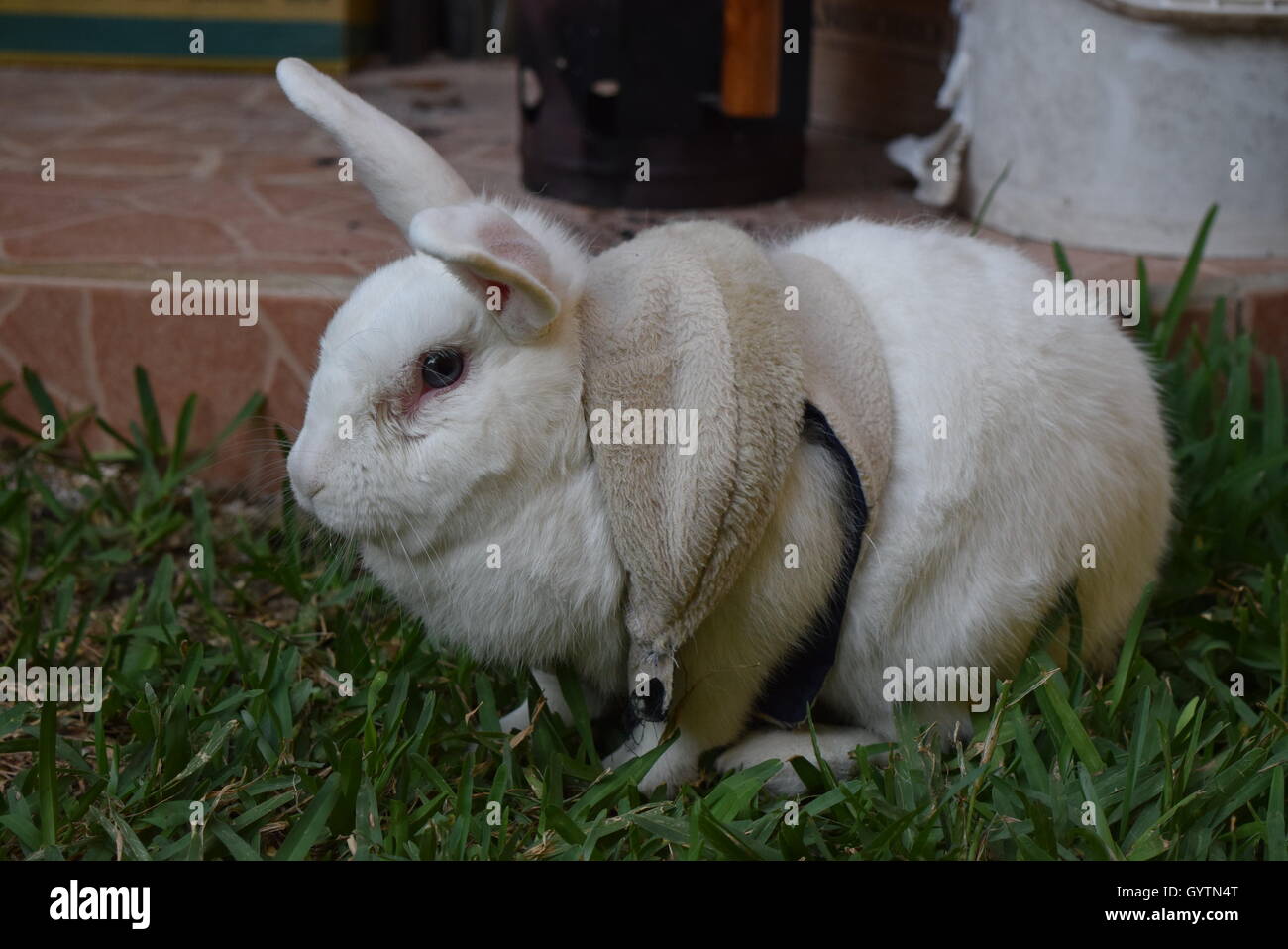 Domestic white rabbit with clothes in a garden Stock Photo - Alamy