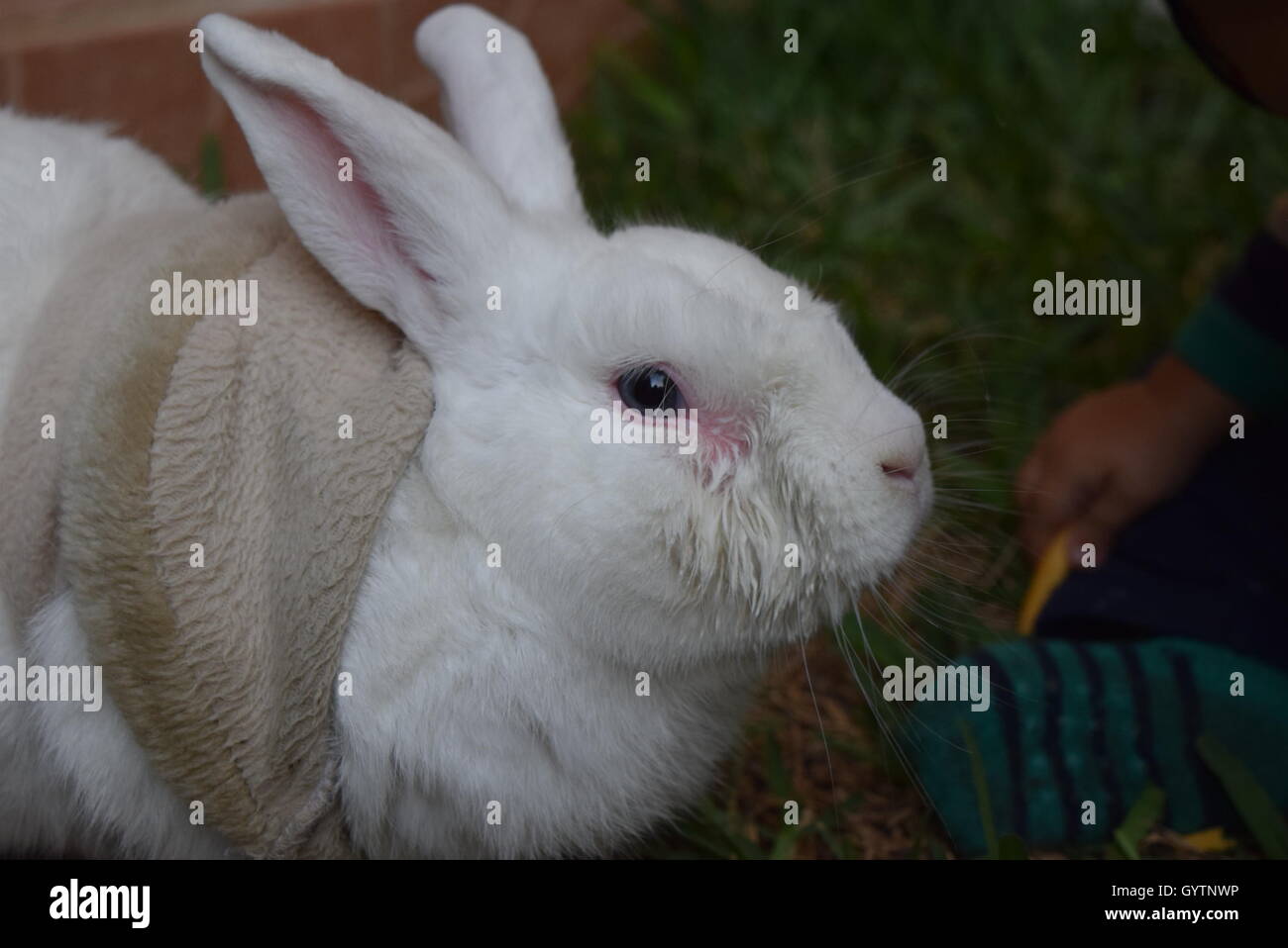 Close-up of a domestic white rabbit with a baby in a garden, Guatemala Stock Photo