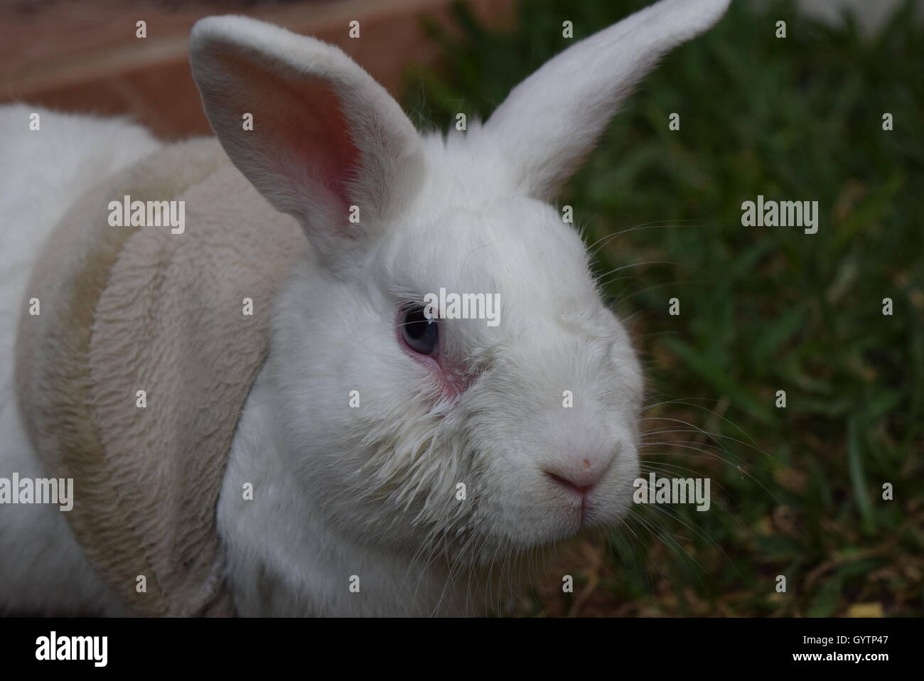 close-up of a domestic white rabbit in a garden, Guatemala Stock Photo ...