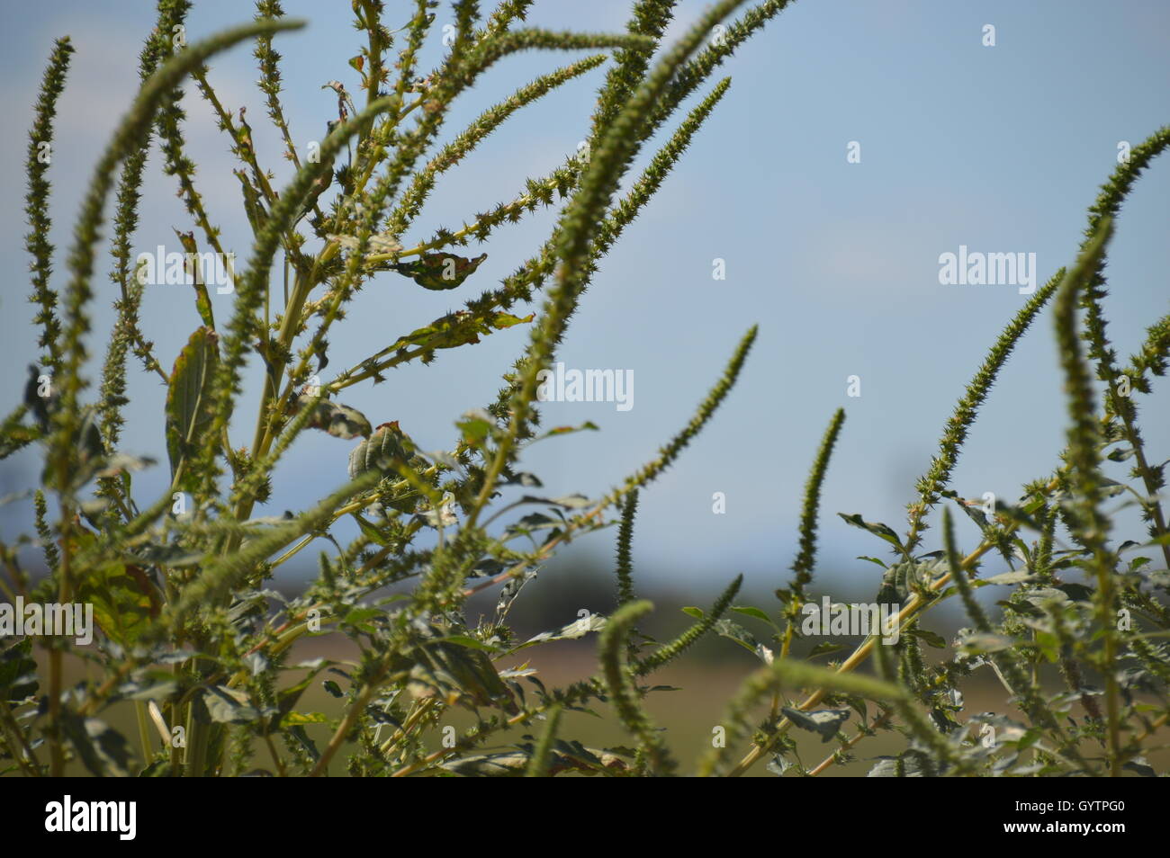 This is a photo focused taken of some random plants outside of Campo Verde High School, focused on aperture. Stock Photo