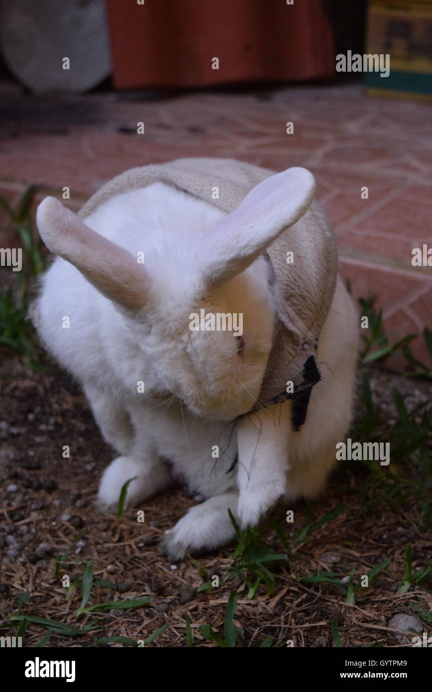Domestic white rabbit in a garden, Guatemala Stock Photo - Alamy