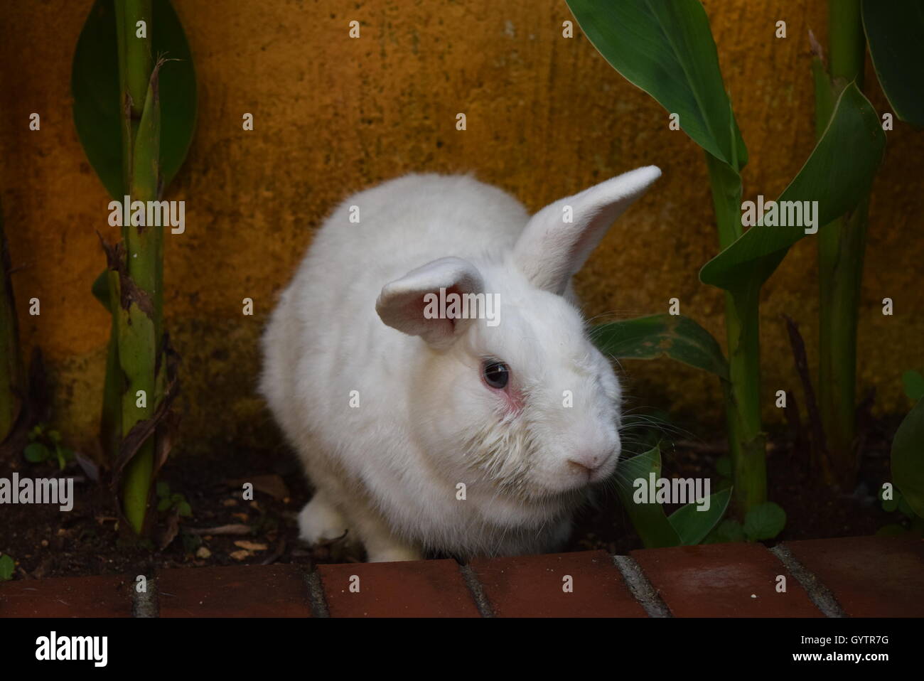 Domestic white rabbit hiding in a garden, Guatemala Stock Photo - Alamy