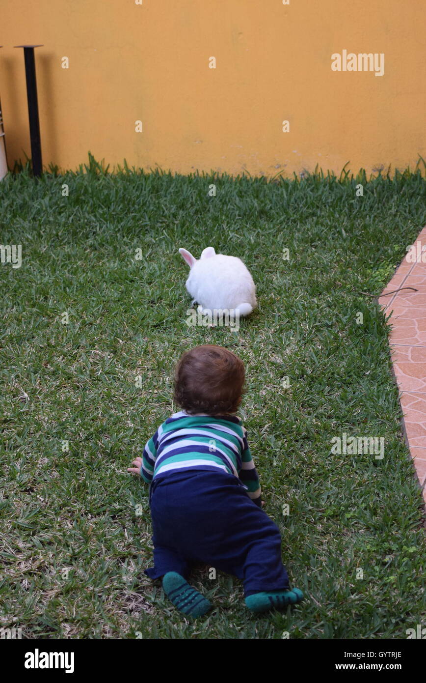 Rabbit chasing hires stock photography and images Alamy
