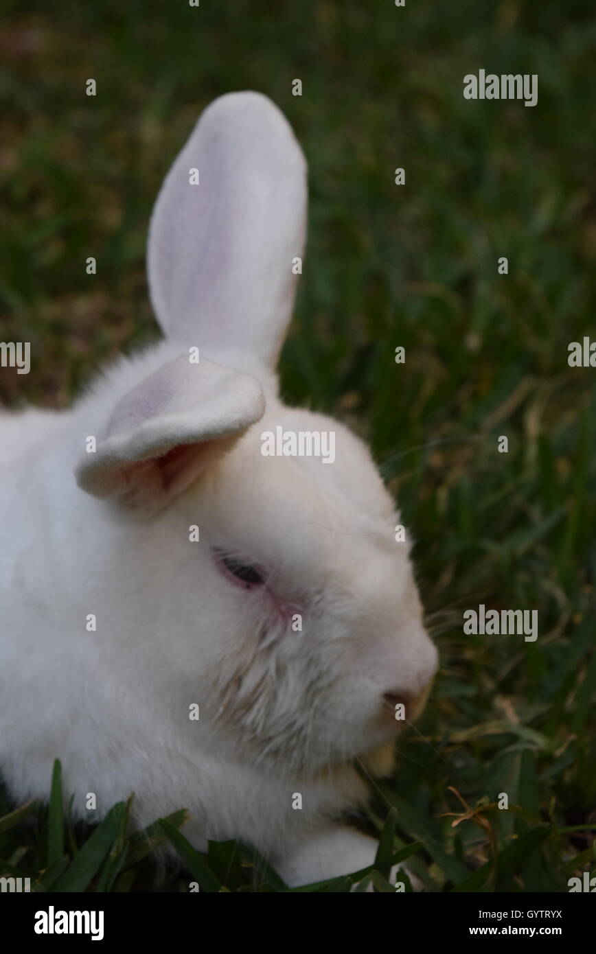 Portrait of domestic white rabbit resting in a garden Stock Photo - Alamy