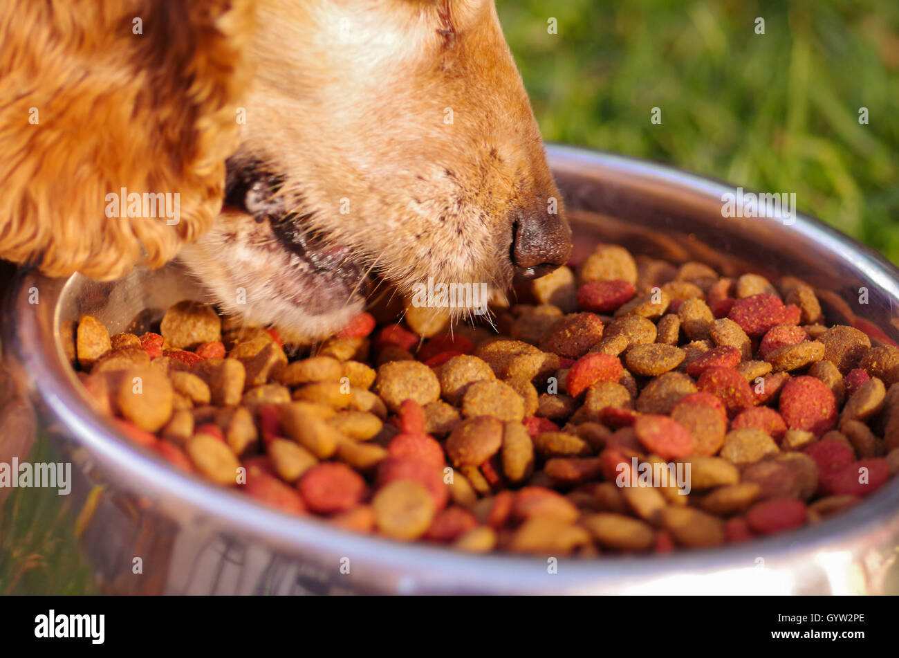 Closeup very cute cocker spaniel dog eating from metal bowl with fresh