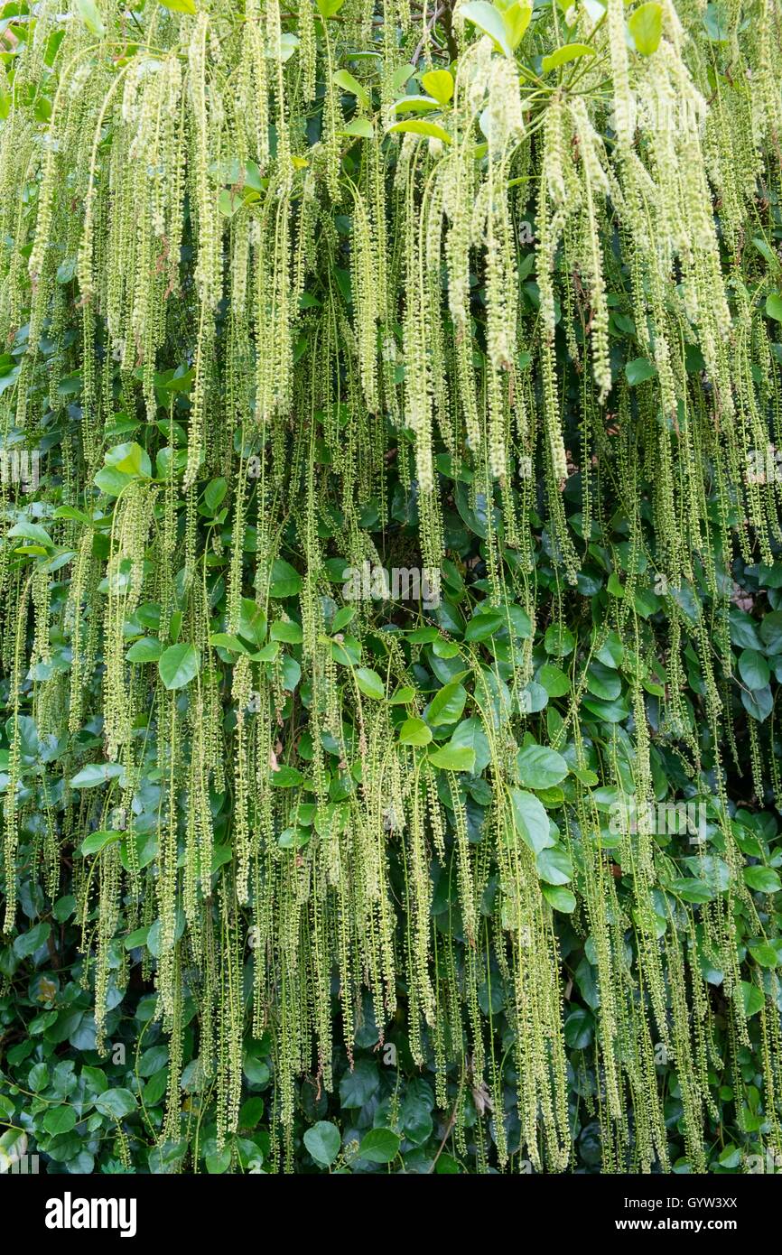 Itea ilicifolia, holly-leaved sweet spire. Stock Photo