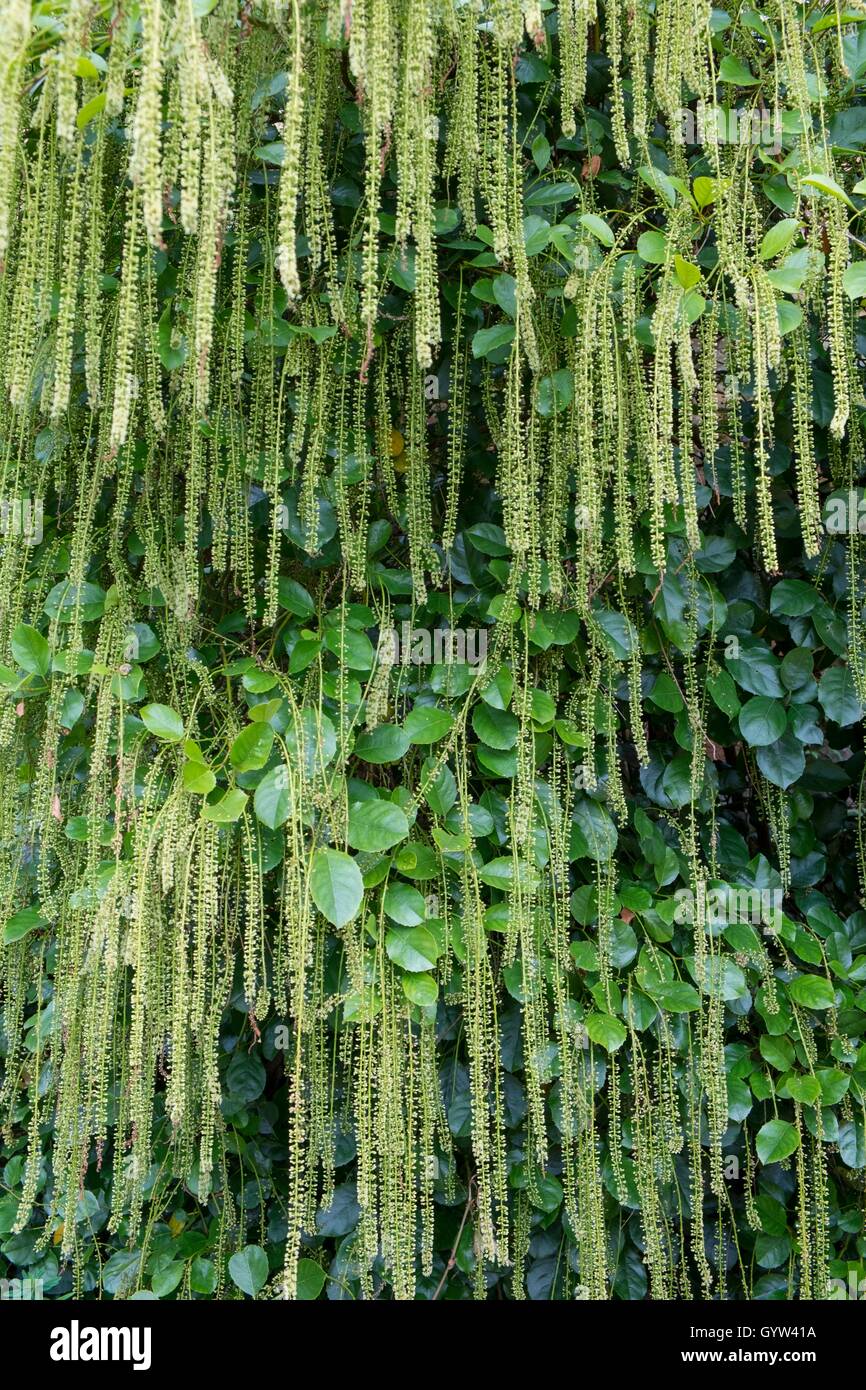 Itea ilicifolia, holly-leaved sweet spire. Stock Photo