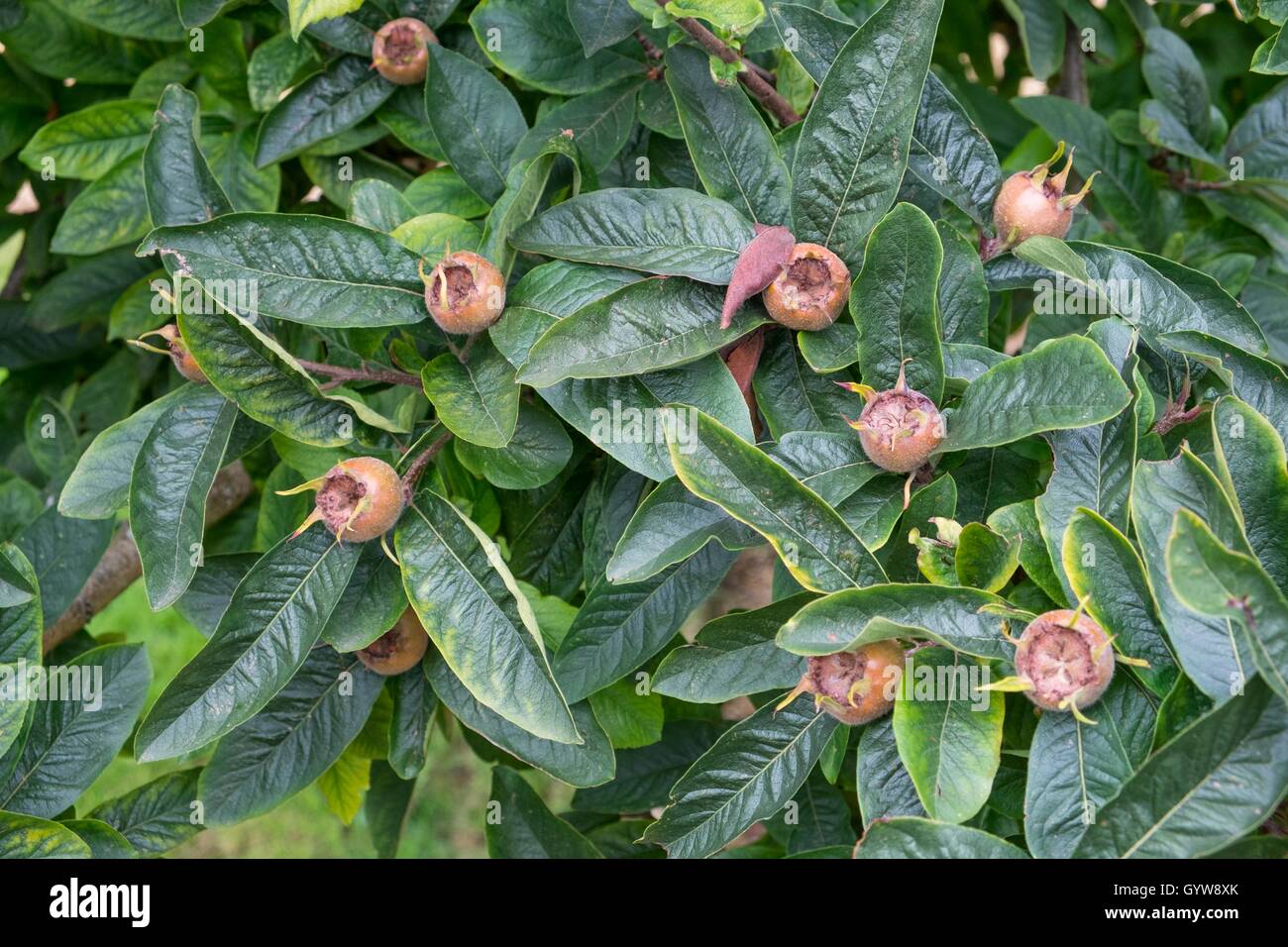 Mespilus germanica, known as the medlar or common medlar. Stock Photo