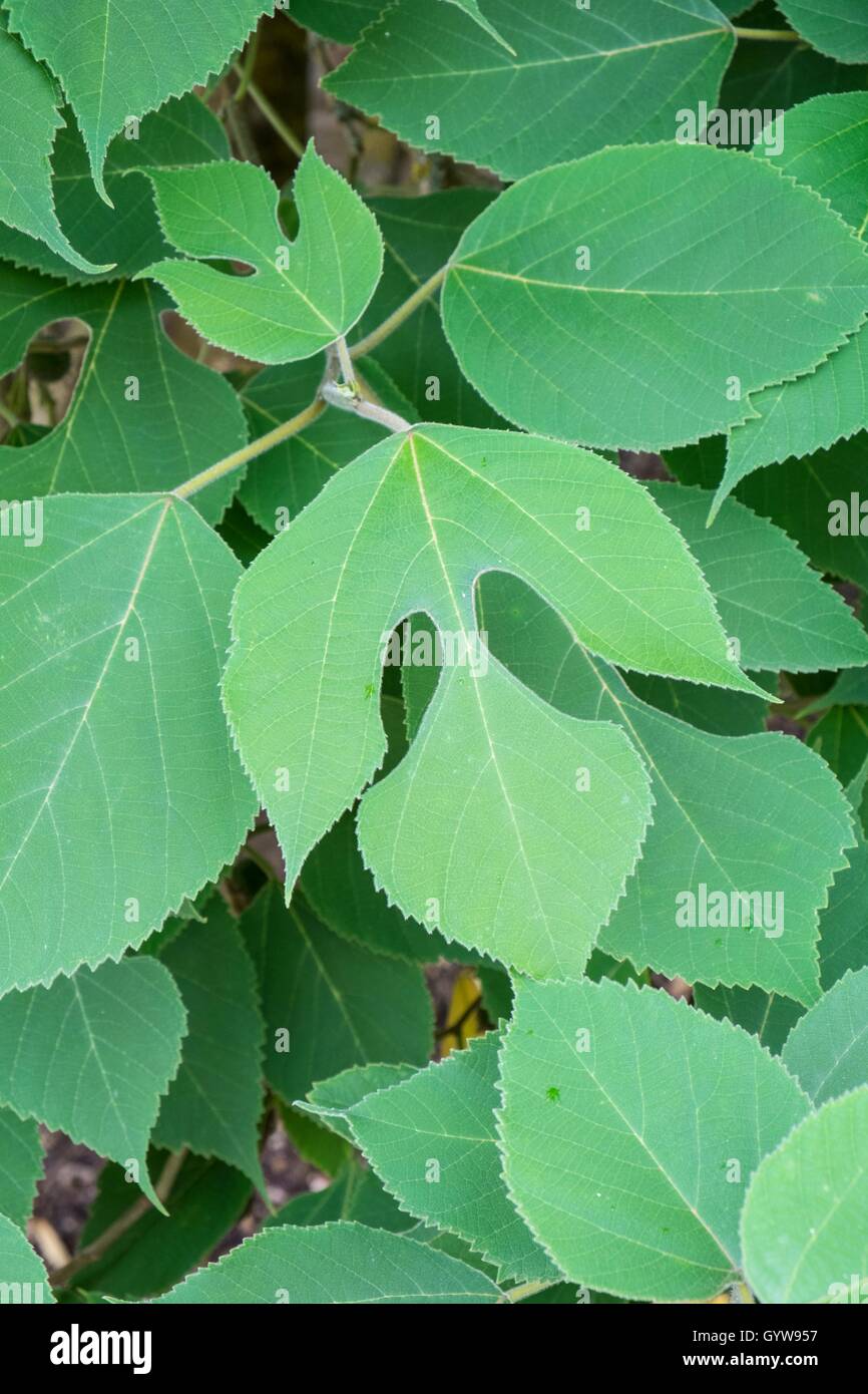 Foliage of the Broussonetia papyrifera - paper mulberry Stock Photo