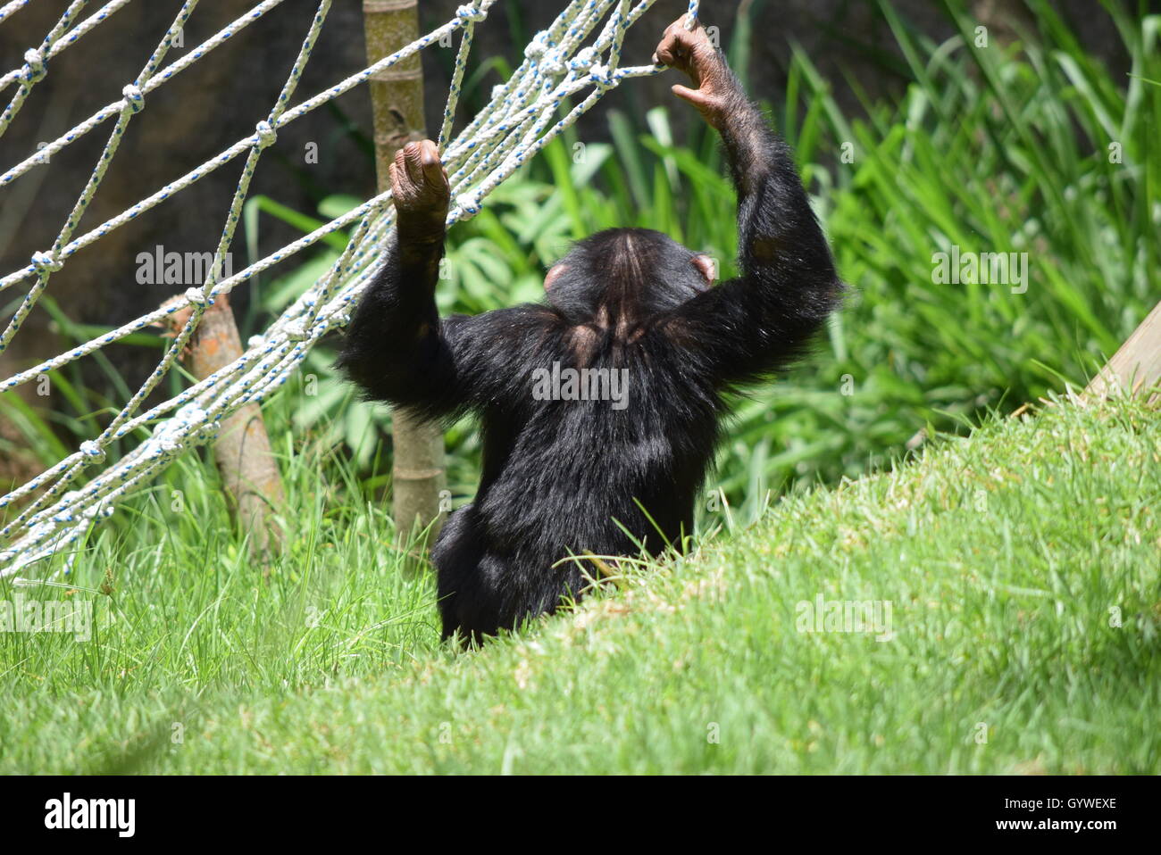 Young Chimpanzee Playing At Aurora Zoo Guatemala Stock Photo Alamy