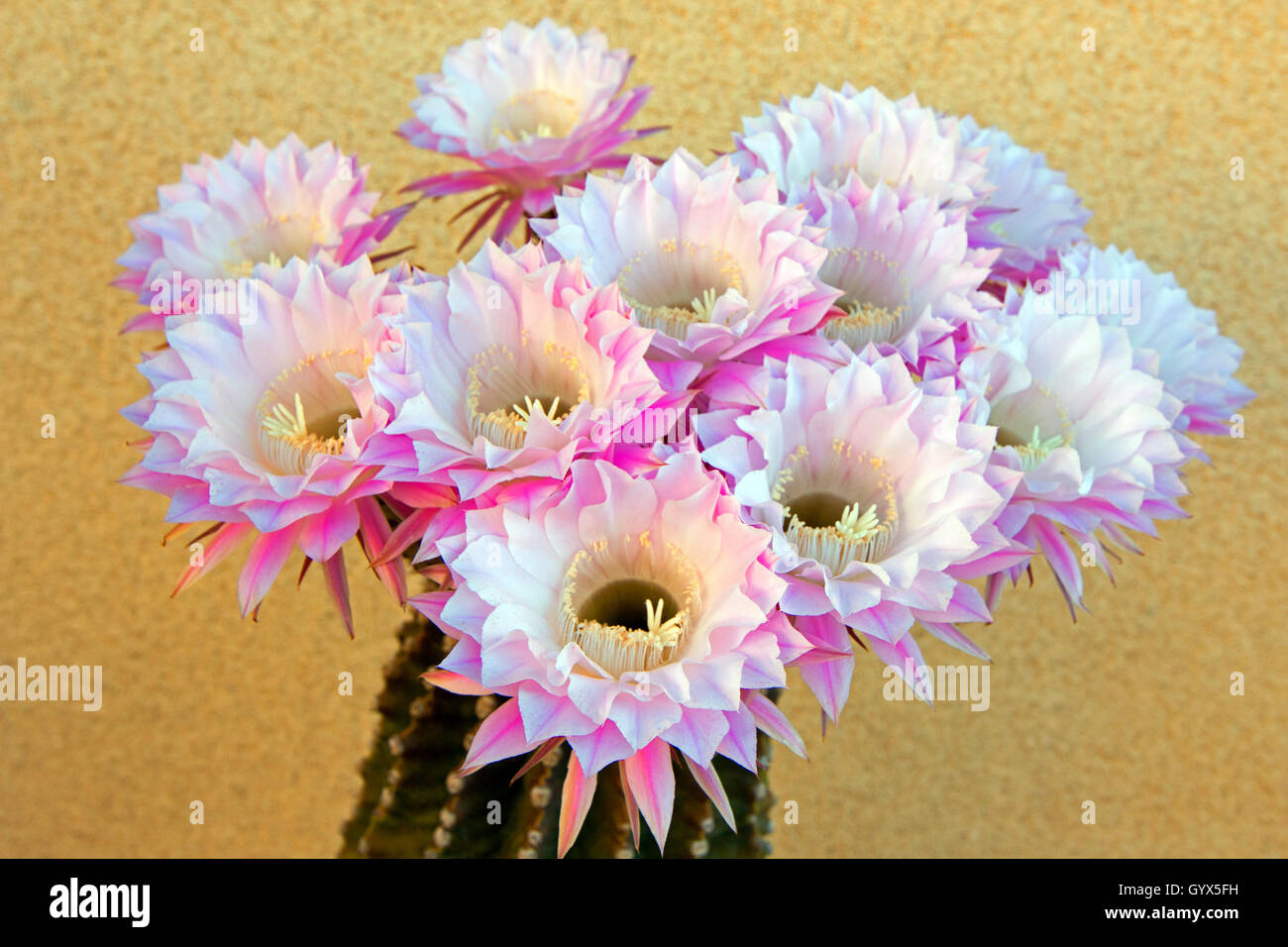 Barrel Cactus Pink Blooming Flower in the high desert of southern California Palmdale CA United States Stock Photo