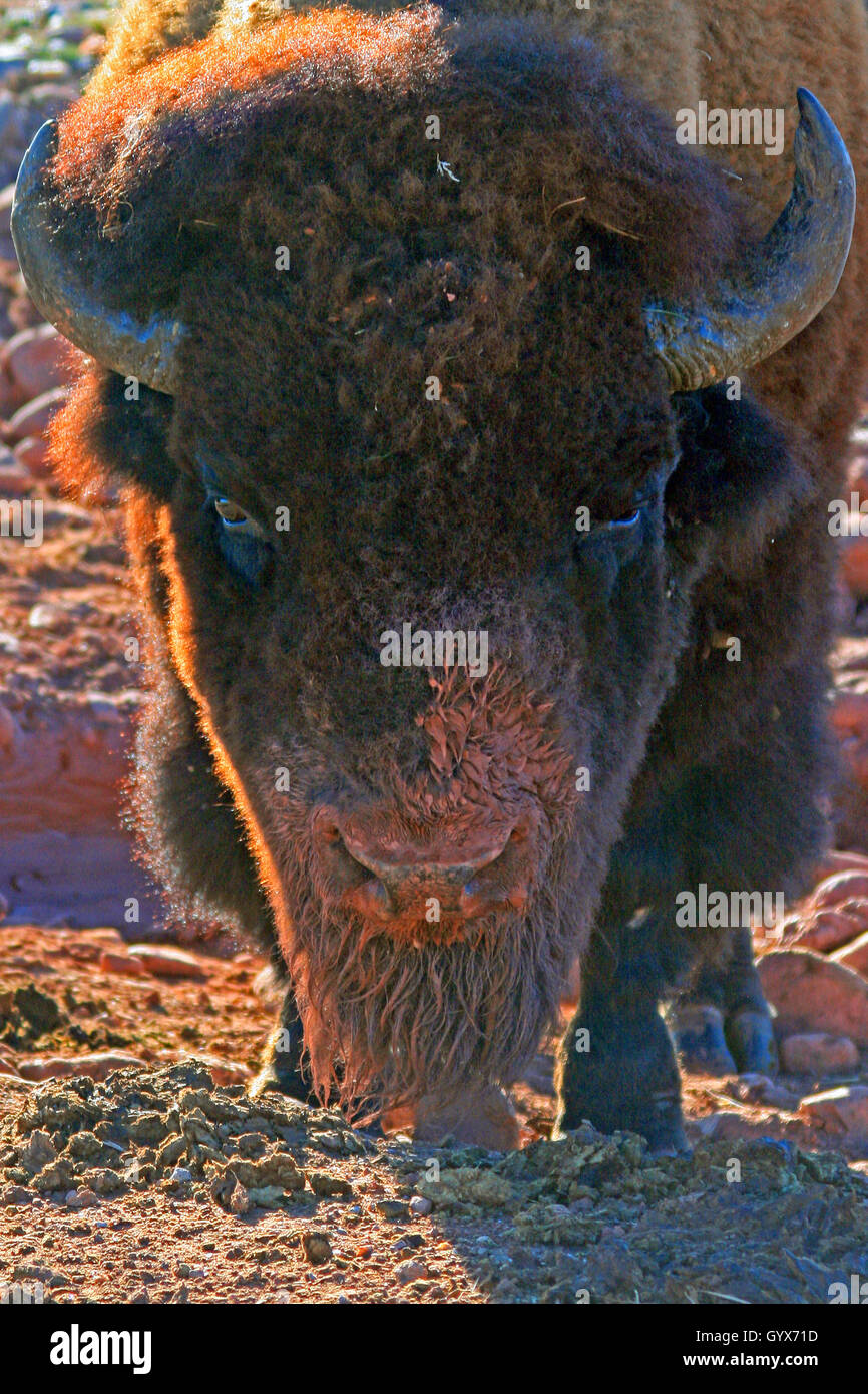 American bison bison bison mud High Resolution Stock Photography and