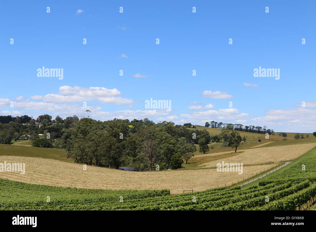 Wine grape growing vineyard in between Warragul and Drouin Victoria