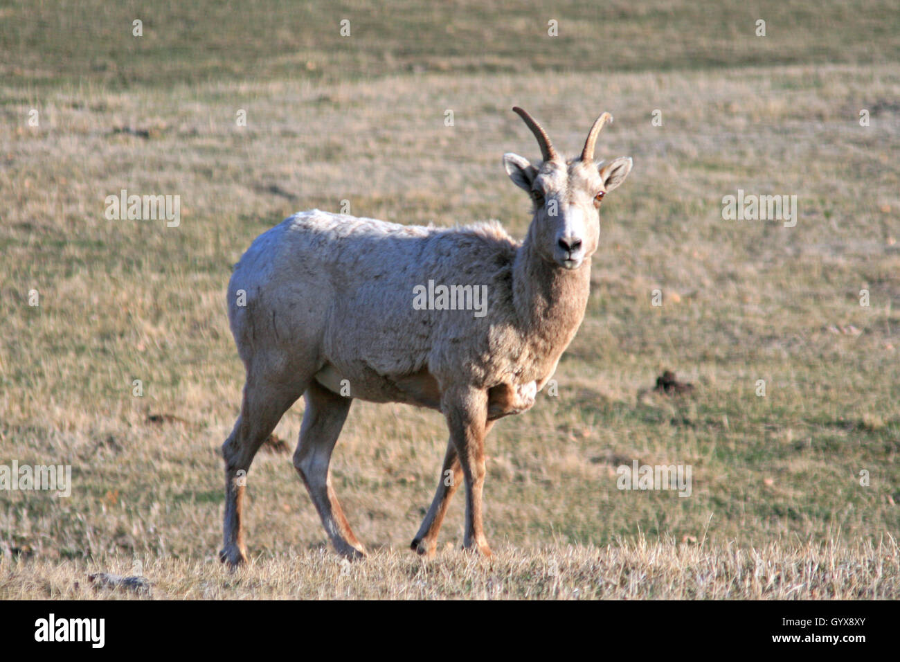 Bighorn Sheep Ewe in Custer State Park in the Black Hills of South