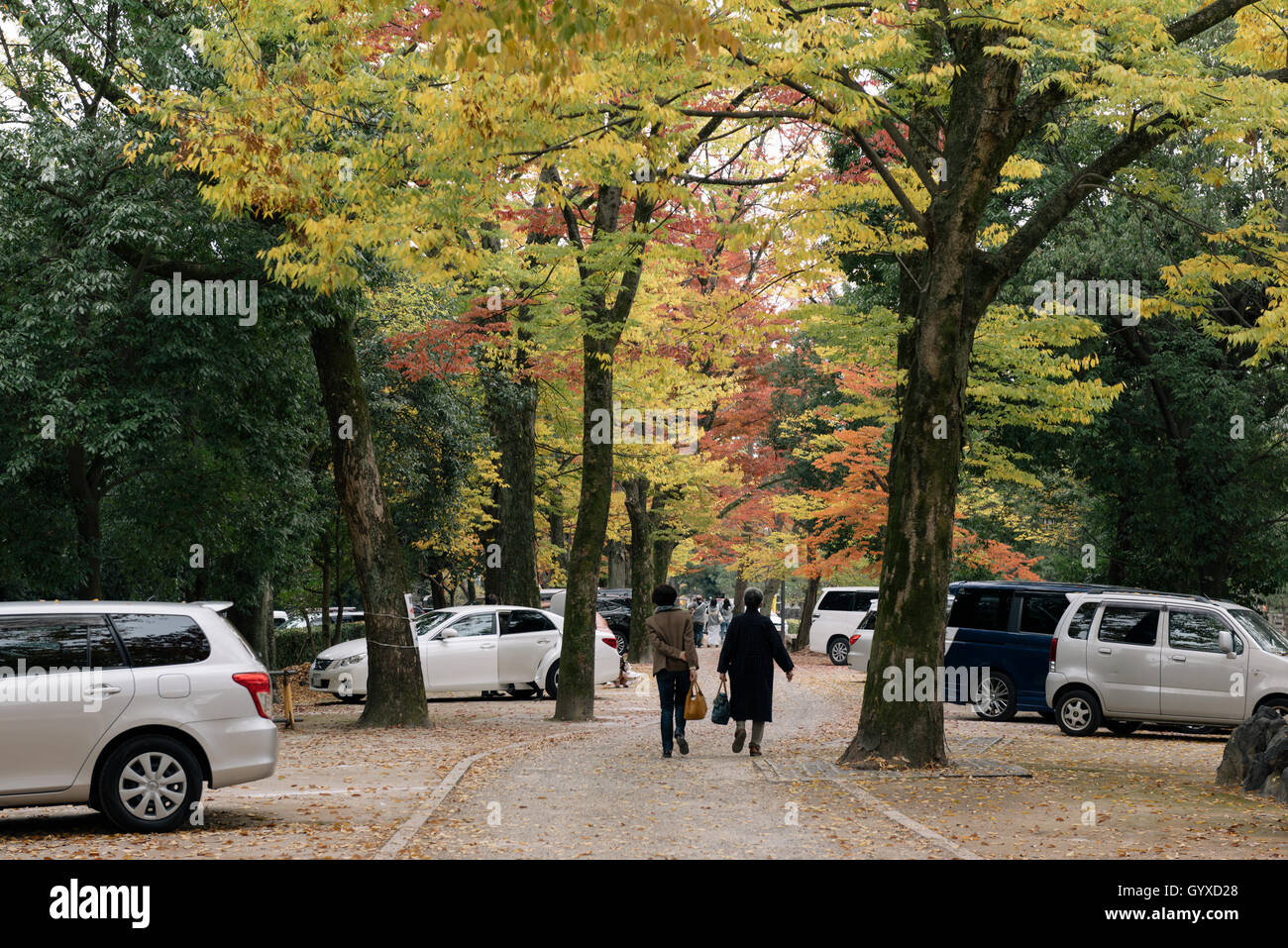 Kyoto, Japan Nov 7, 2015 Autumn trees in a car park in Kyoto, Japan