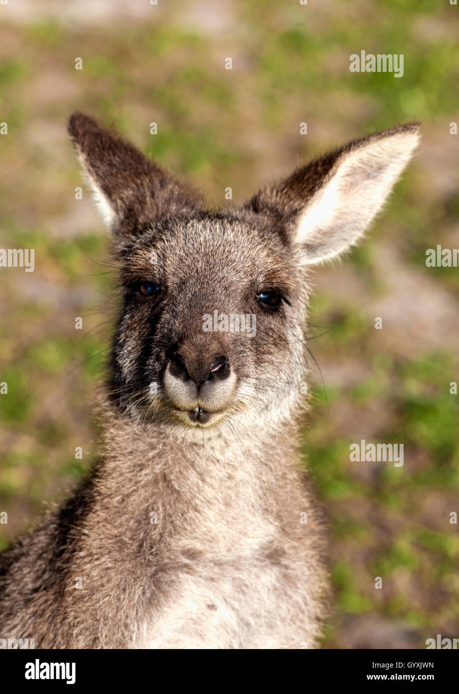 Young kangaroo head and shoulders Stock Photo