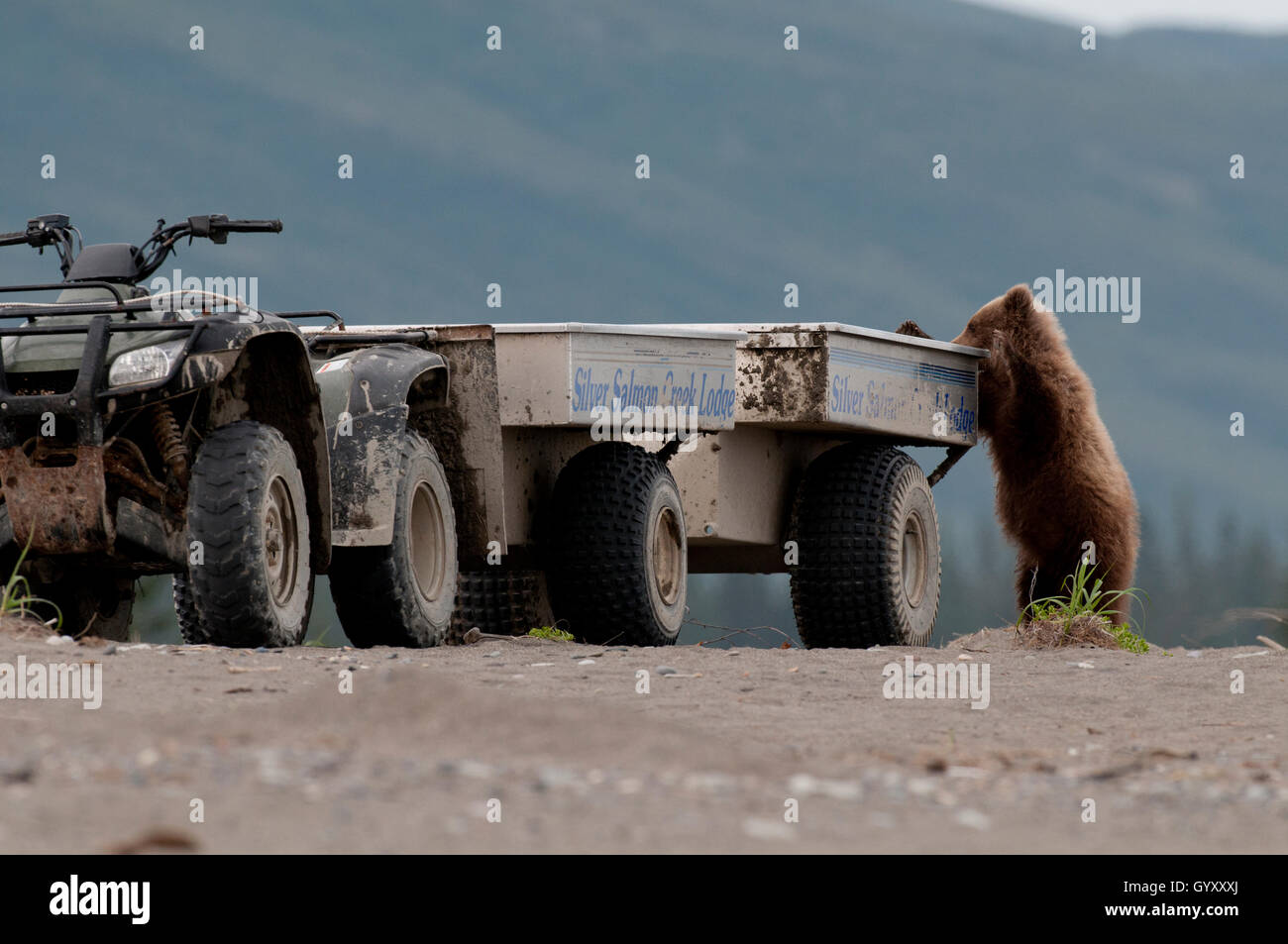 Brown bear cub (Ursus arctos) checking out a photographer shuttle vehicle in Lake Clark National Park, Alaska Stock Photo