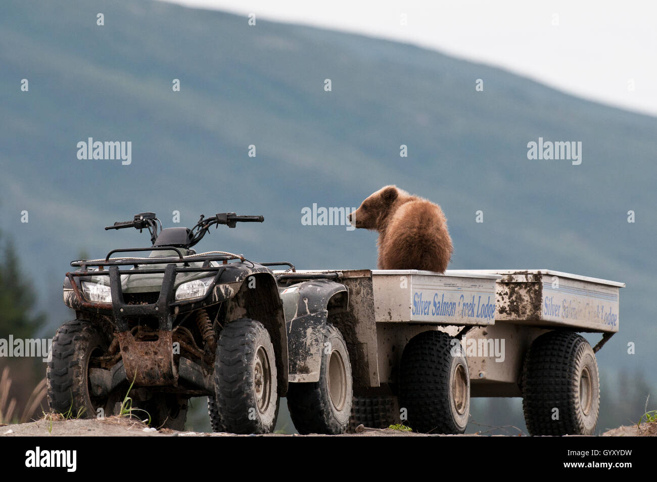 Brown bear cub (Ursus arctos) checking out a photographer shuttle vehicle in Lake Clark National Park, Alaska Stock Photo