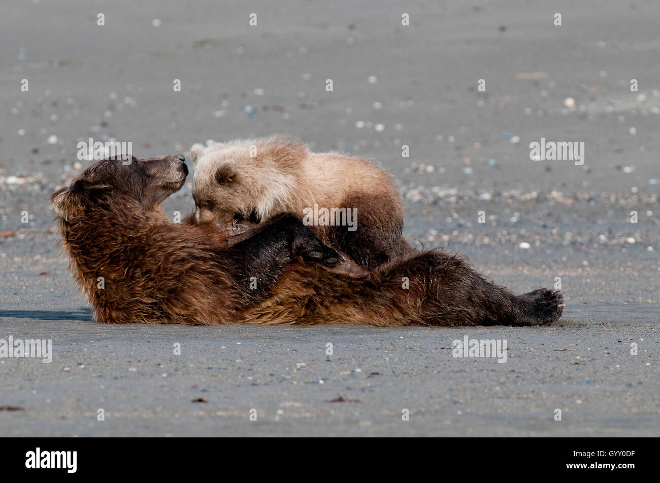 Brown bear (Ursus arctos) sow nursing cubs in Lake Clark National Park, AK Stock Photo