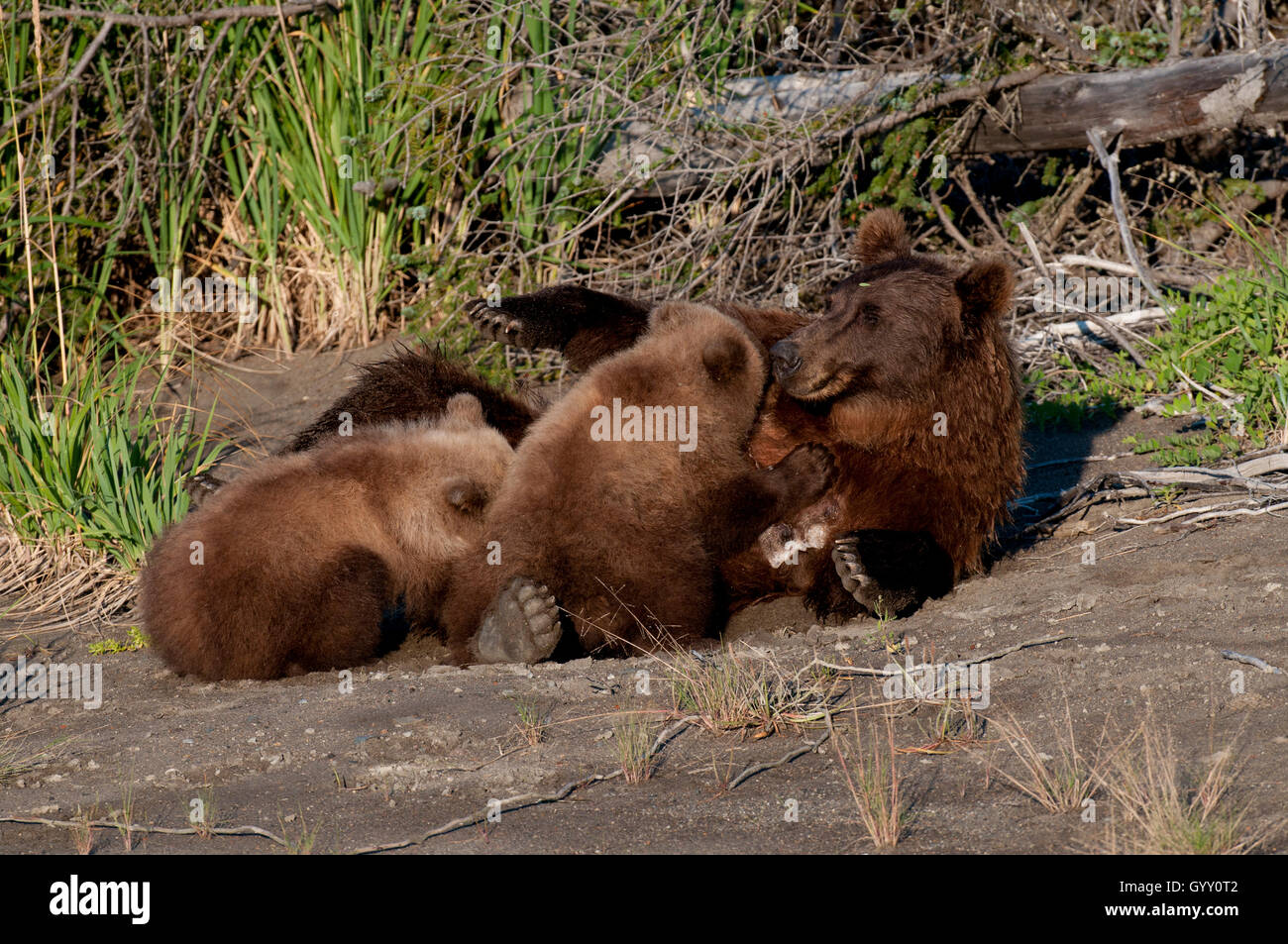 Brown bear (Ursus arctos) sow nursing cubs in Lake Clark National Park, AK Stock Photo