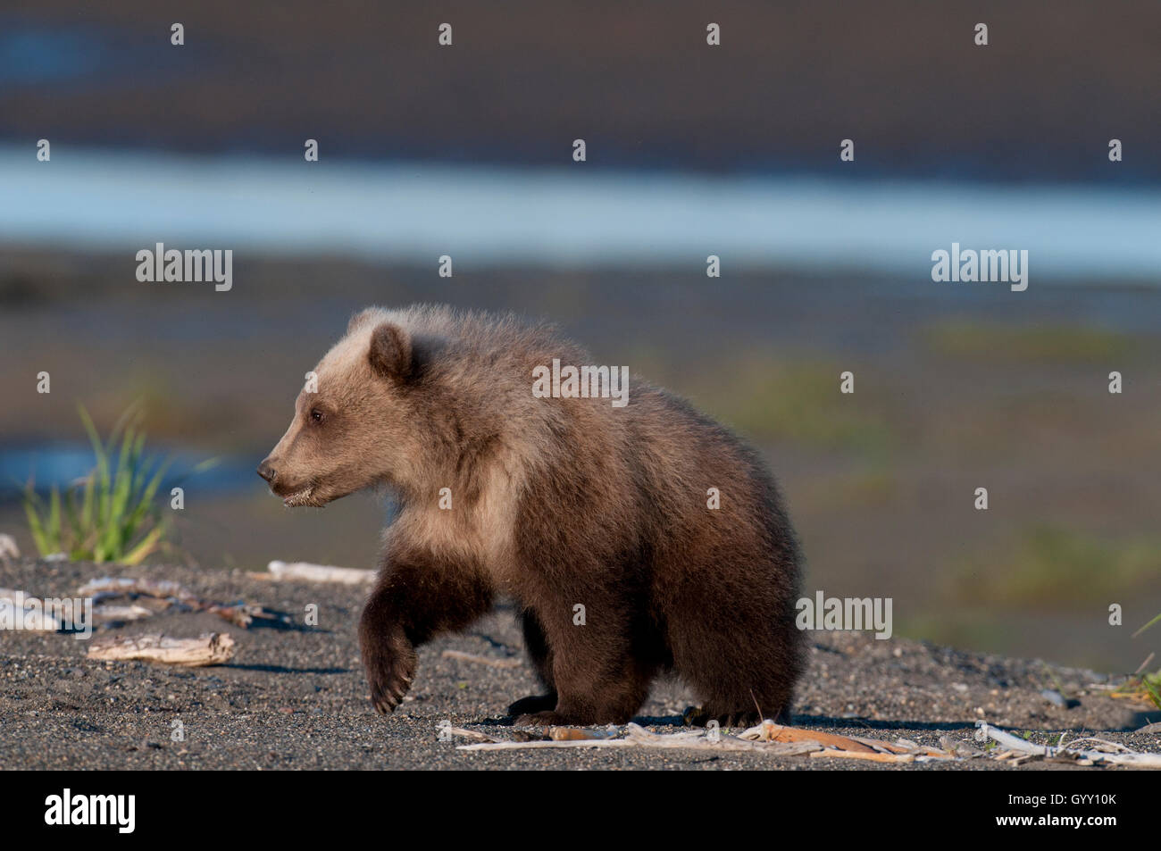 Brown bear cub (Ursus arctos) walking on beach in Lake Clark National Park, Alaska Stock Photo