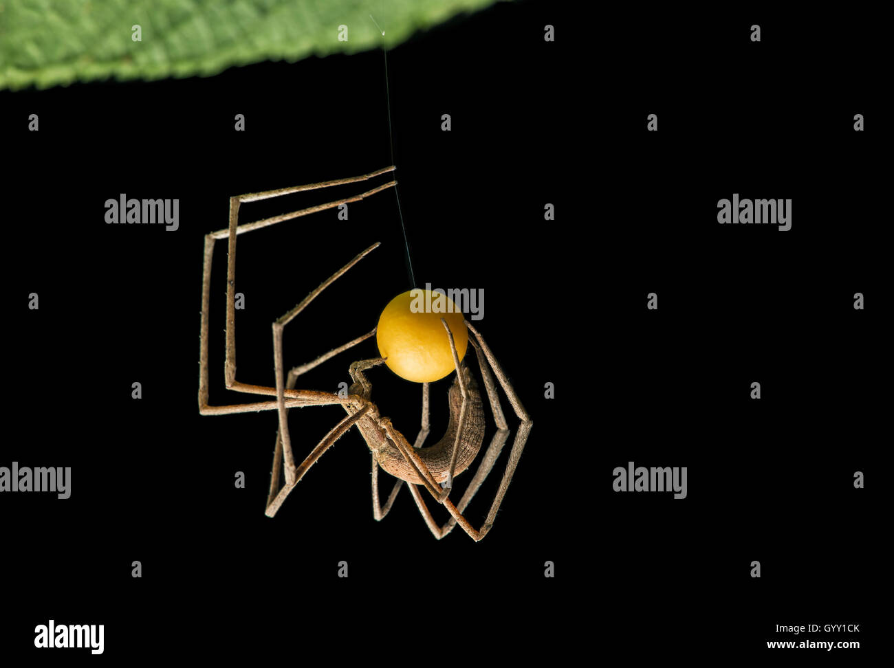 Net-casting spider female coating its egg ball with silk, (Deinopidae family), Copalinga, Zamora  province, Ecuador Stock Photo