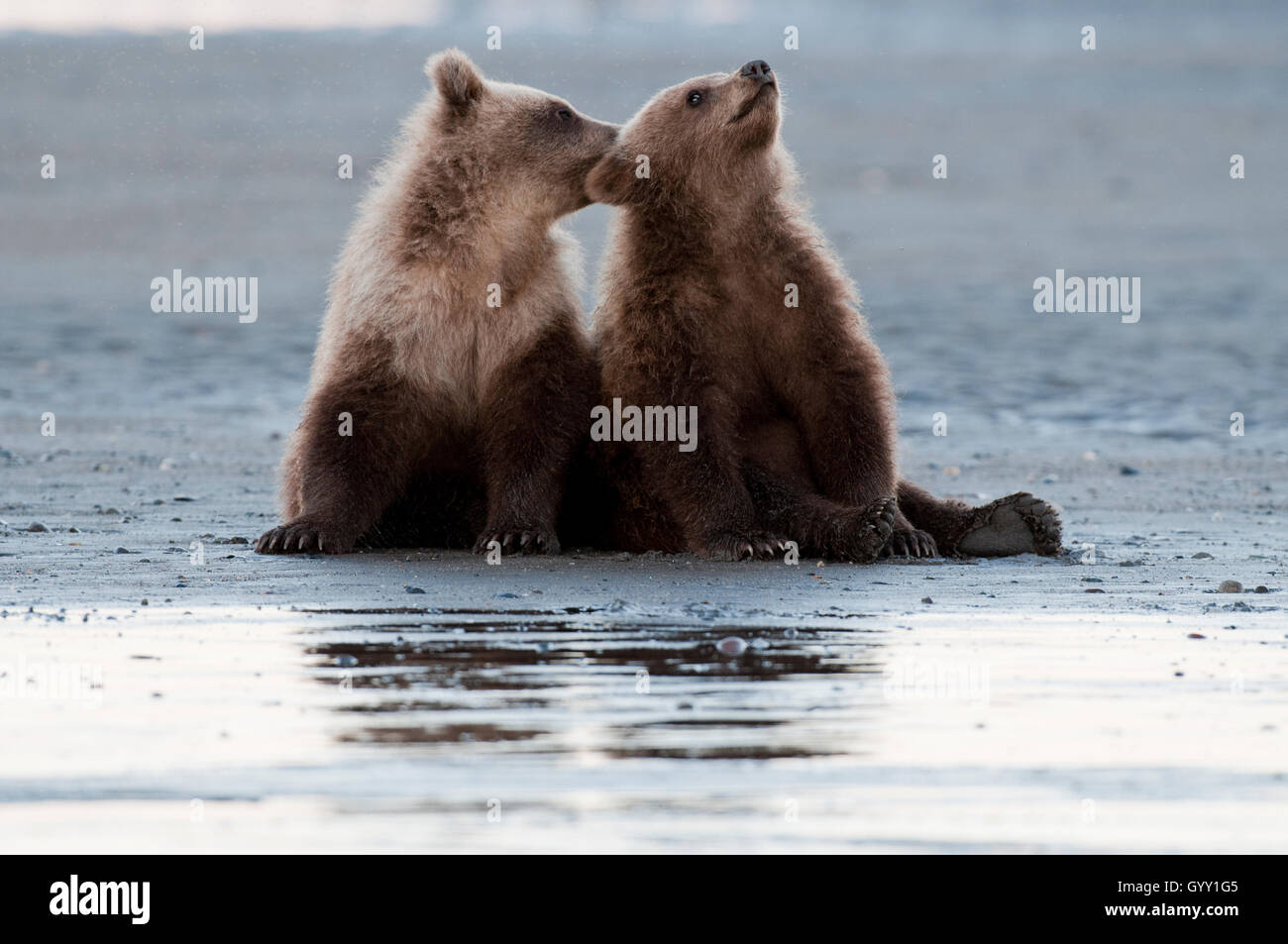 Brown bear cubs (Ursus arctos) on tidal flat in Lake Clark National Park, Alaska Stock Photo