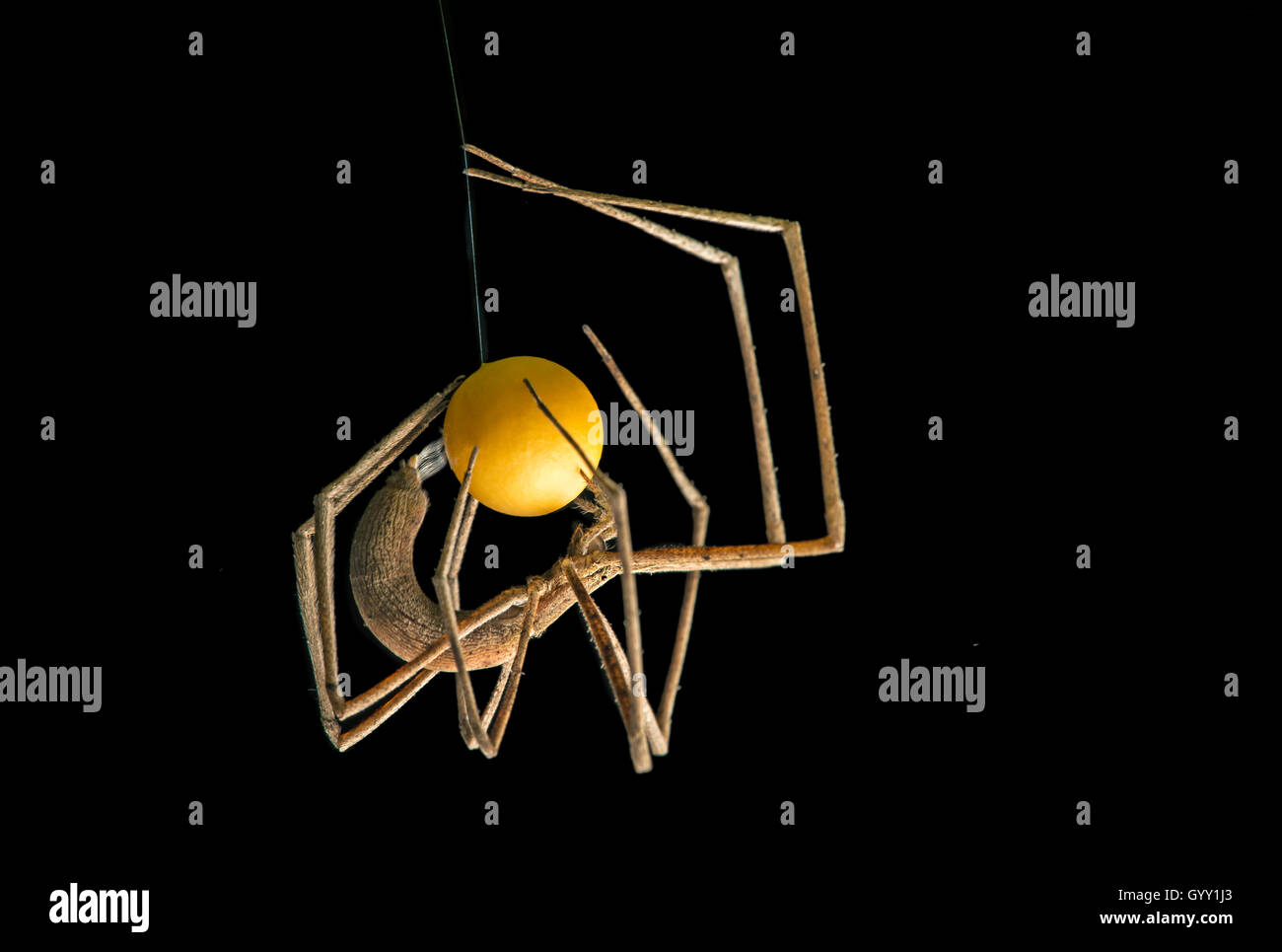 Female Net-casting spider coating its egg ball with silk, (Deinopidae family), Copalinga, Zamora  province, Ecuador Stock Photo