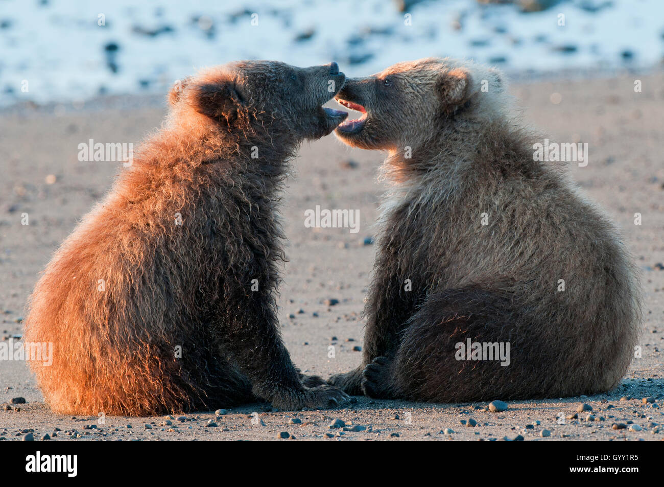 Brown bear cubs (Ursus arctos) playing in Lake Clark National Park, Alaska Stock Photo