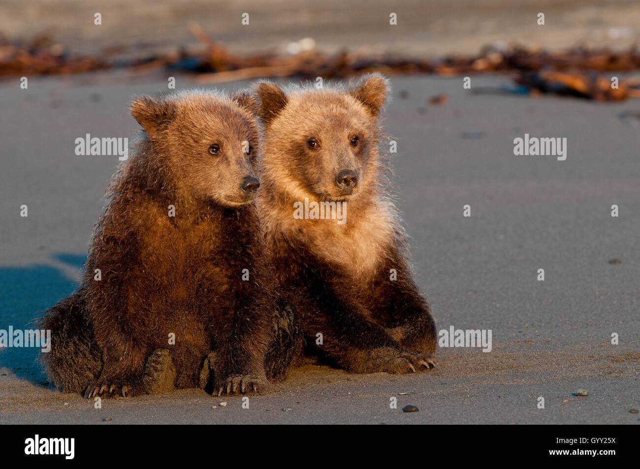 Brown bear cubs (Ursus arctos) resting on beach in Lake Clark National Park, Alaska Stock Photo