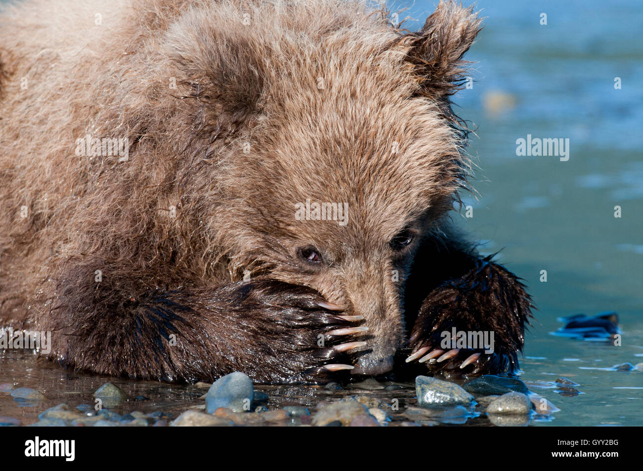 Brown bear cub (Ursus arctos) resting on beach with his paws over his nose in Lake Clark National Park, Alaska Stock Photo