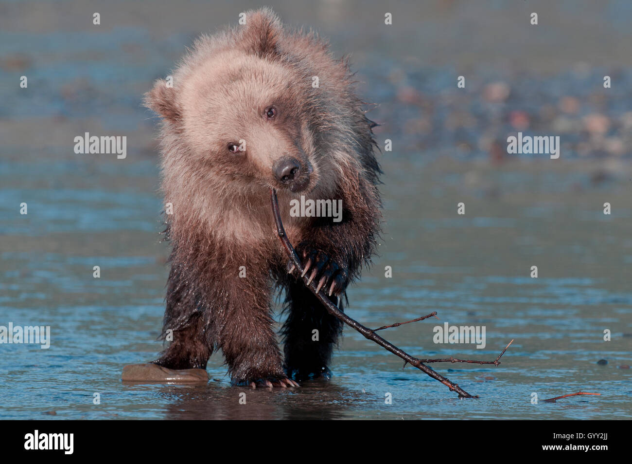 Brown bear cub (Ursus arctos) playing with stick in Lake Clark National Park, Alaska Stock Photo