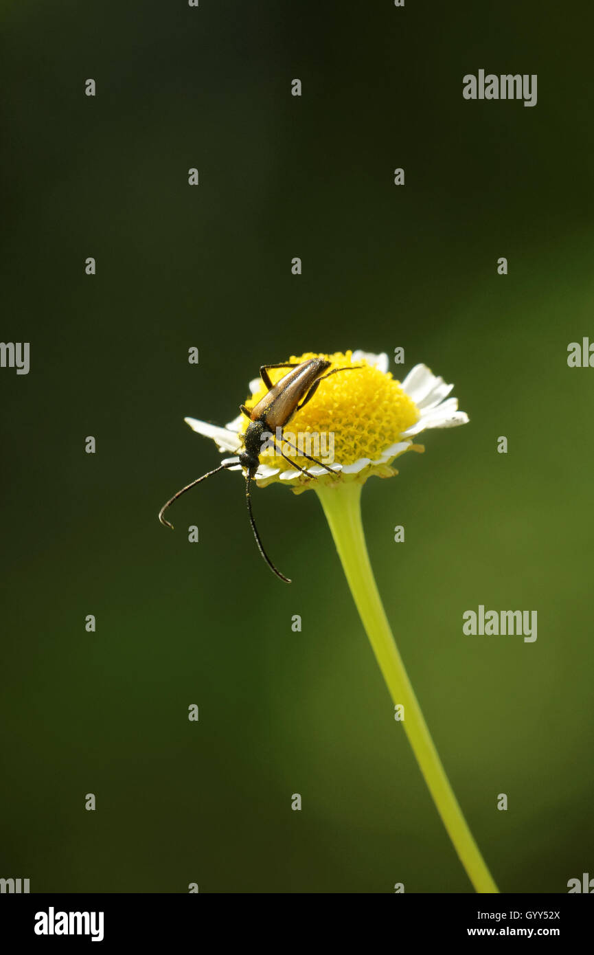 Longhorned beetle (Corymbia rubra) climbing on daisy flower Stock Photo