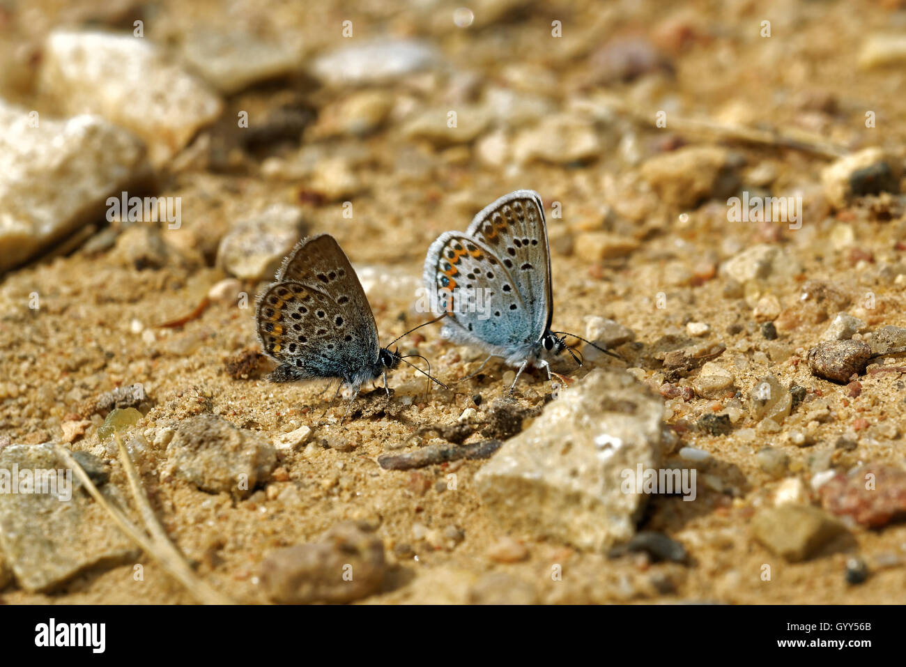 Idas Blue or Northern Blue (Plebejus idas) Stock Photo
