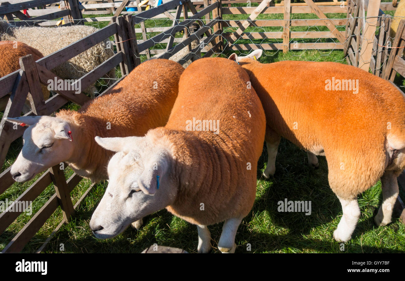 Texel sheep at the Stokesley Agricultural Show 2016 Stock Photo