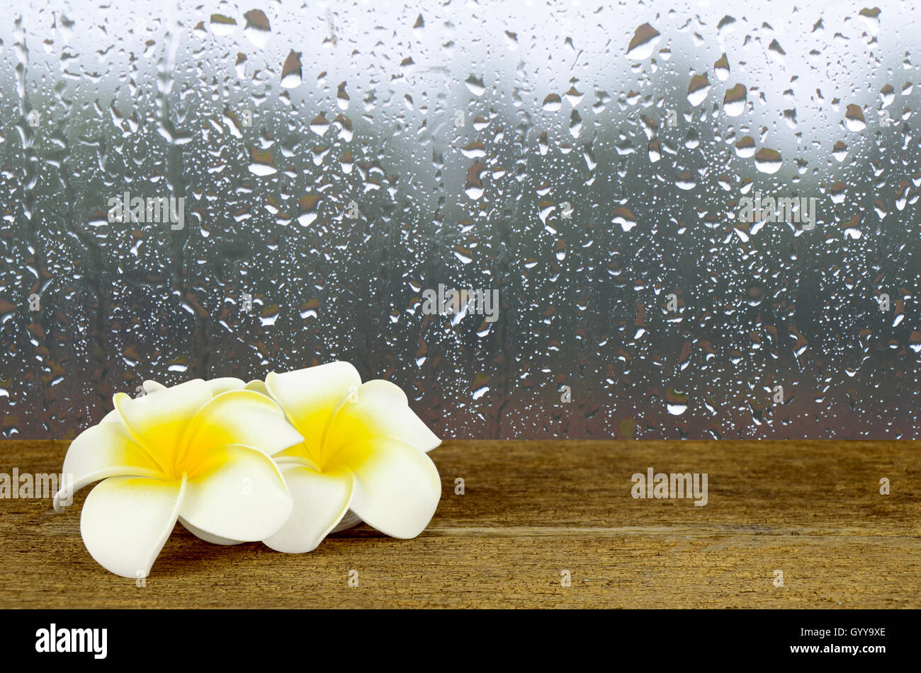 Rain Drops On Glass Window Background With White And Yellow Plumeria Flower On Old Wood Table Stock Photo Alamy Rain Drops On Glass Window Background With White And Yellow Plumeria Flower On Old Wood Table Stock Photo Alamy