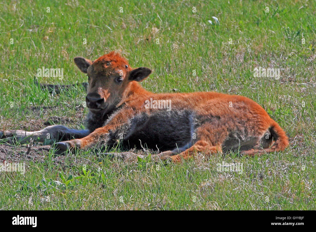 Young baby bison calf lying down in Wind Cave National Park in South