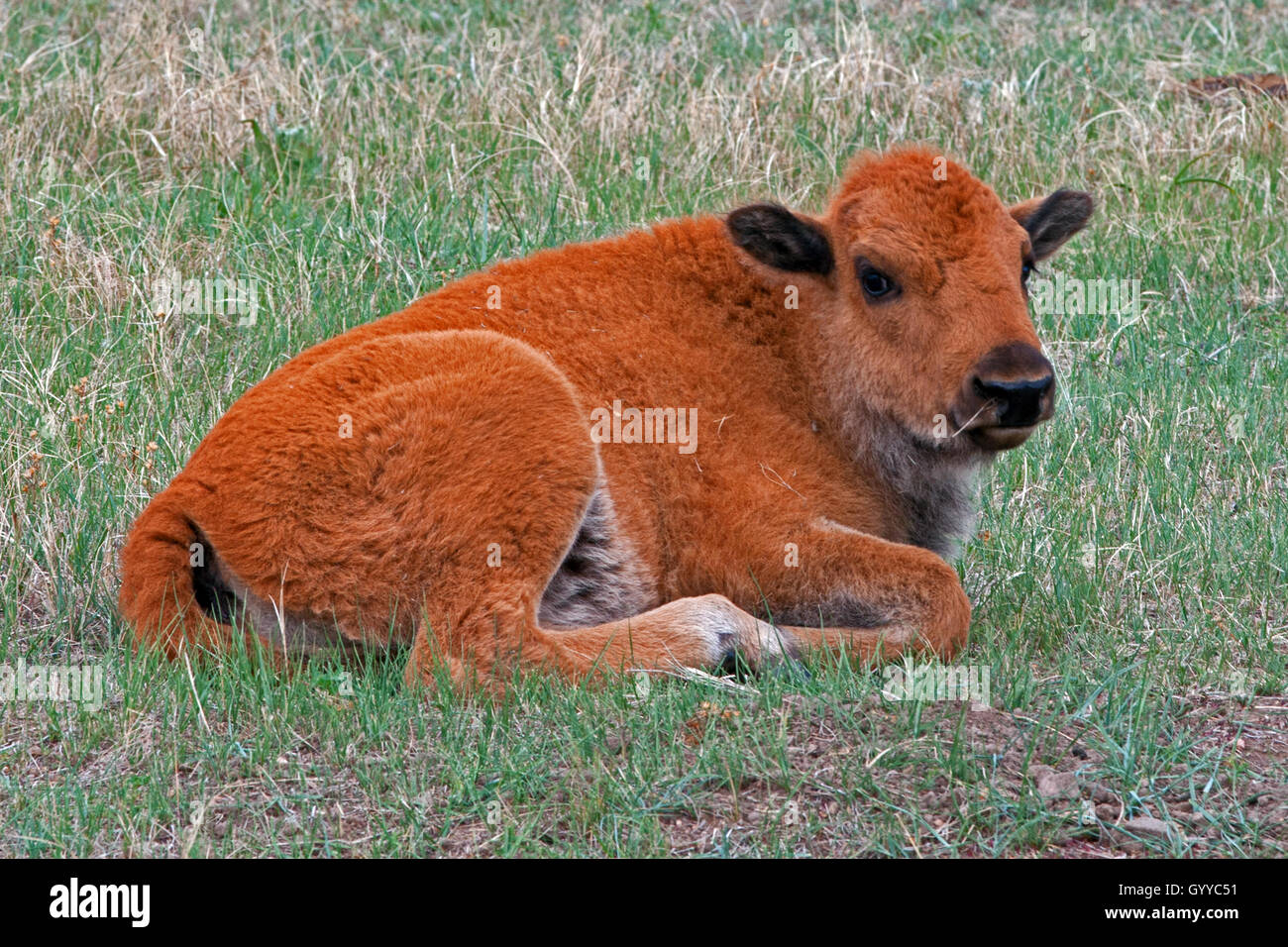 American Bison Buffalo baby calf laying down in Custer State Park in