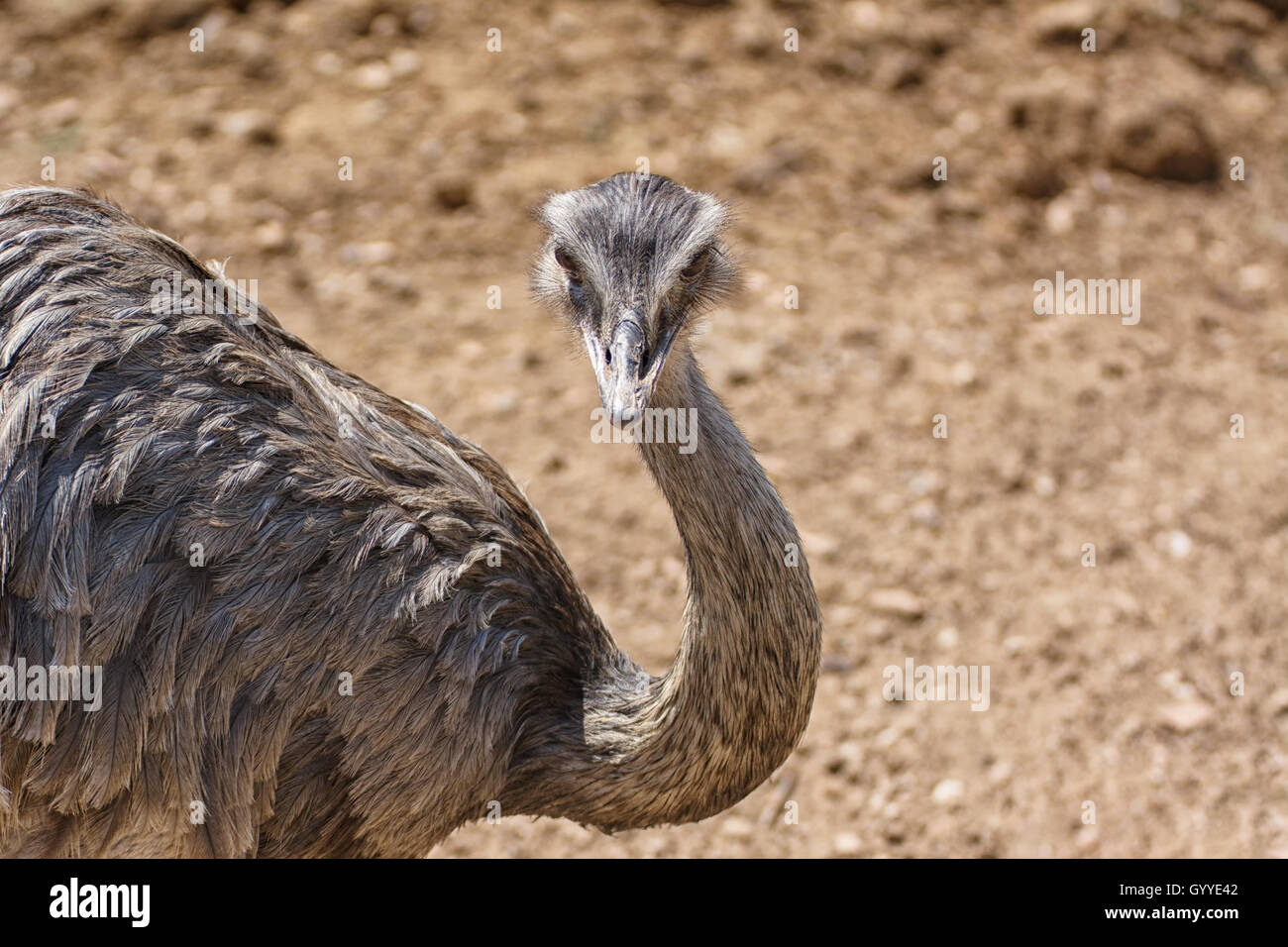 ostrich bird head and neck front portrait in the park Stock Photo