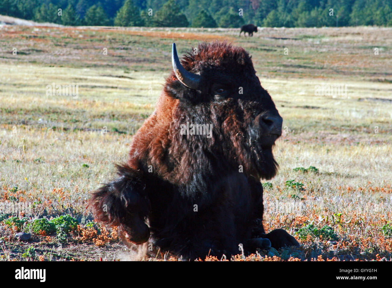 Aggressive Bison Buffalo Bull getting up to charge in Wind Cave