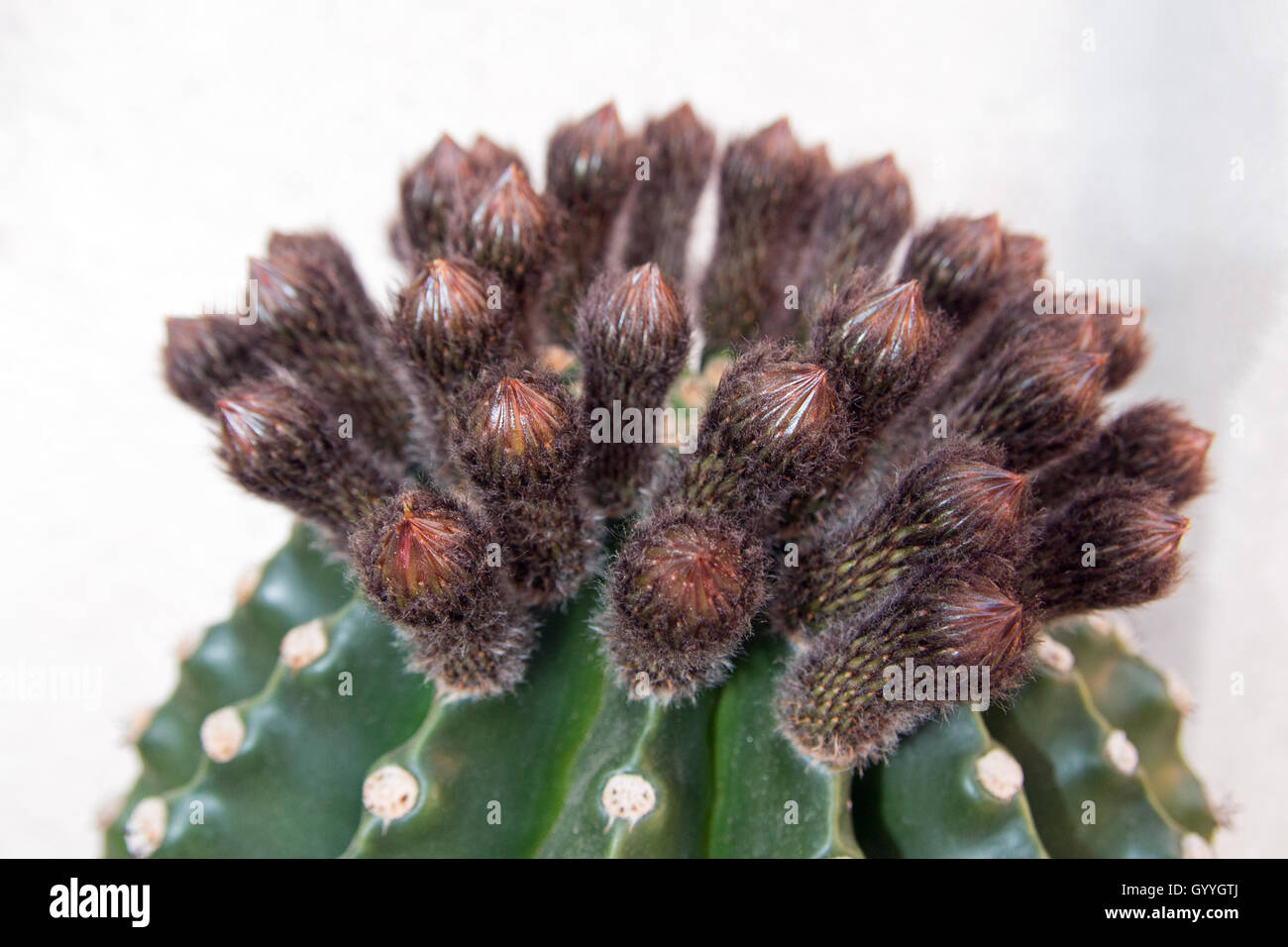 Boquet of Barrel Cactus Flower Buds in the early morning in Riverside California USA Stock Photo