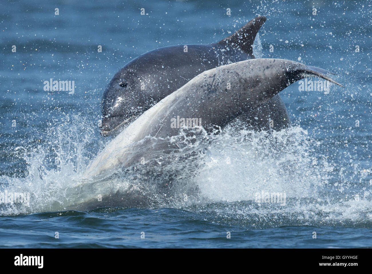 Bottlenose dolphins leaping in the Moray Firth Stock Photo