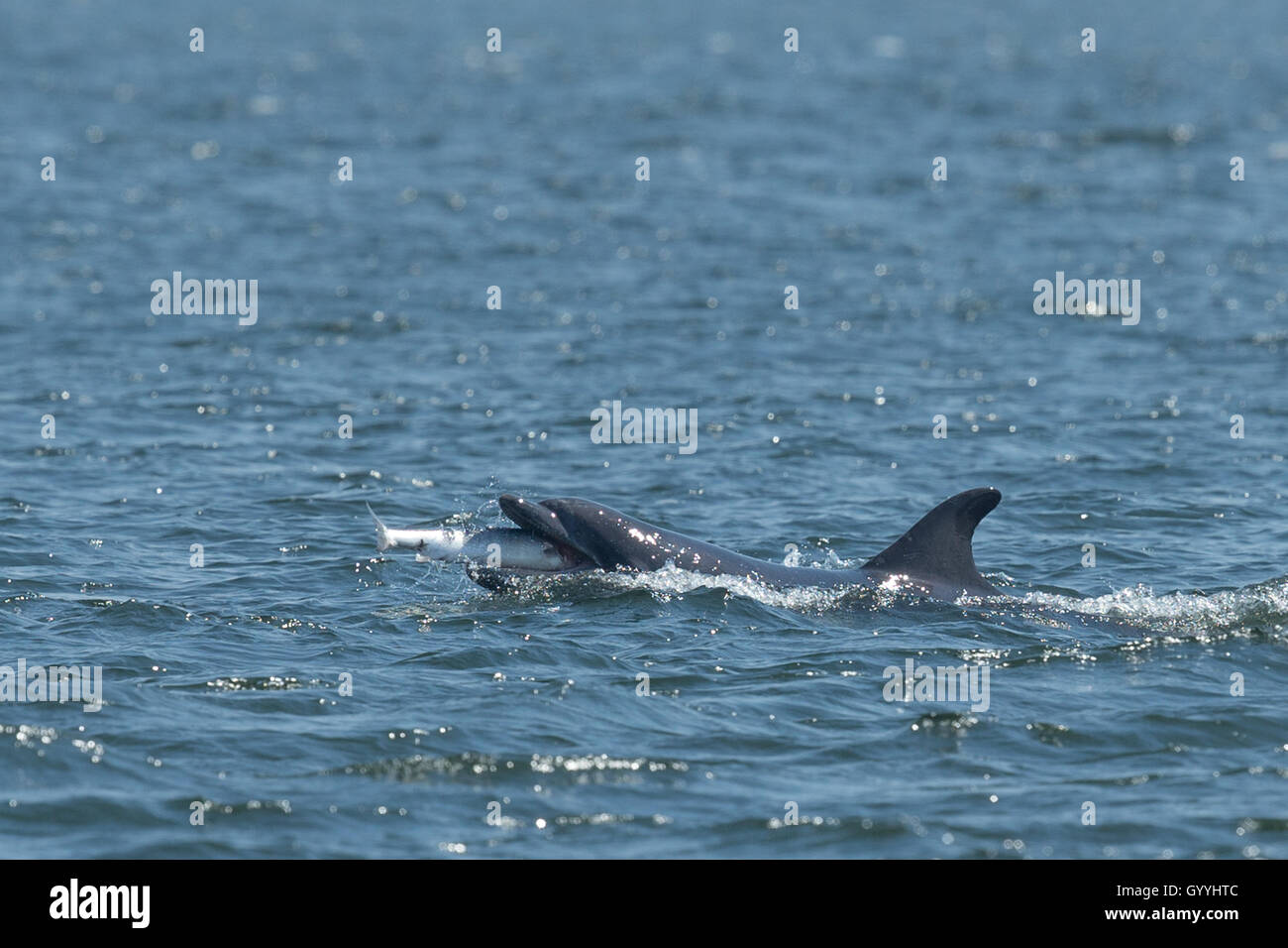 Bottlenose dolphin catching salmon in the Moray Firth Stock Photo