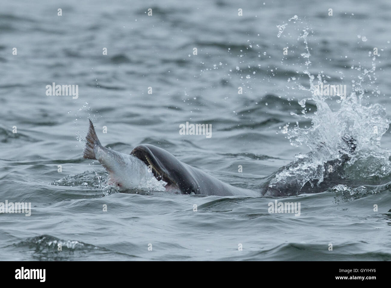 Bottlenose dolphin catching salmon in the Moray Firth Stock Photo