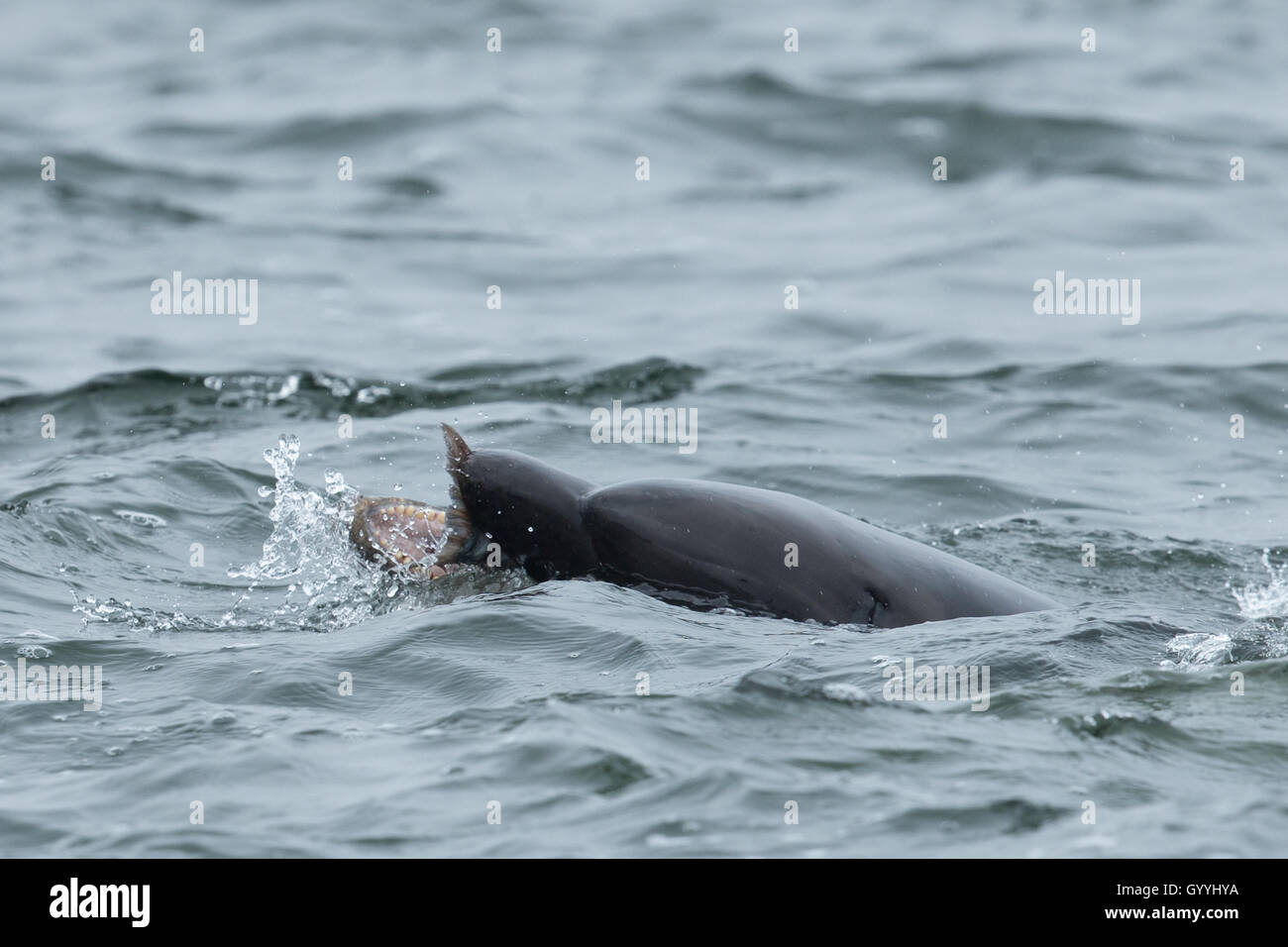 Bottlenose dolphin catching salmon in the Moray Firth Stock Photo